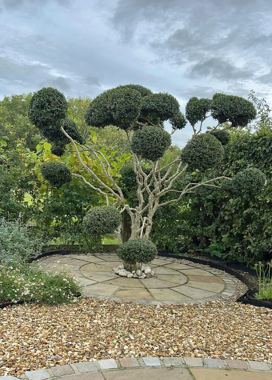 small garden redesign with structured layout