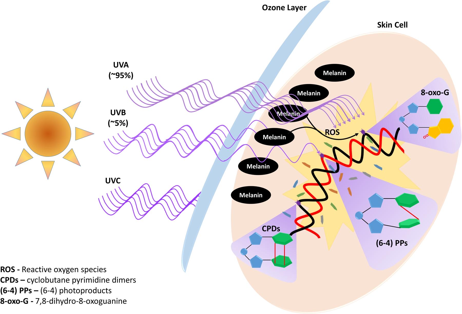 What Happens After UV Exposure? The Emerging Science of Biological Photoprotection