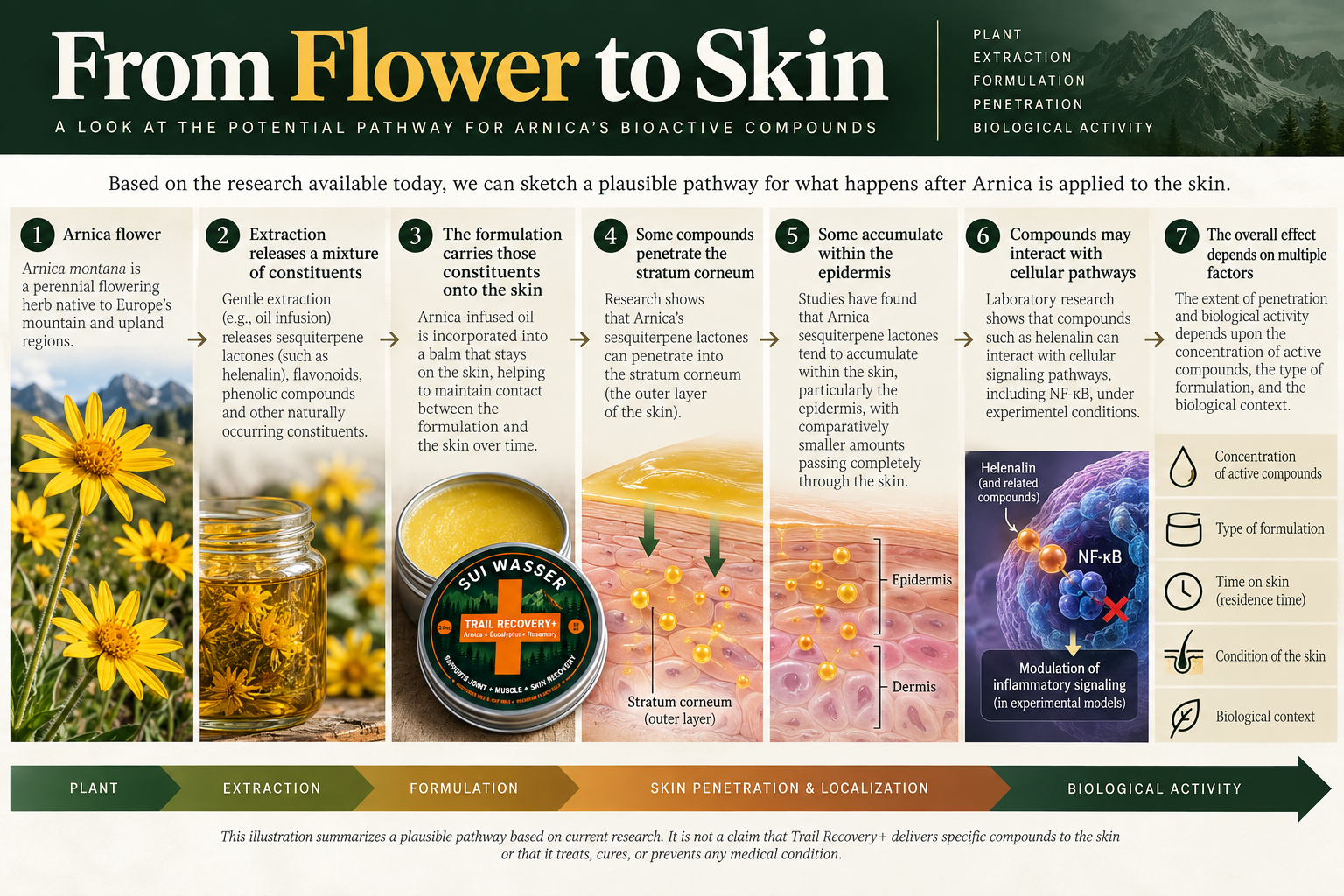 Arnica on the Skin: What Actually Happens After You Apply It?
