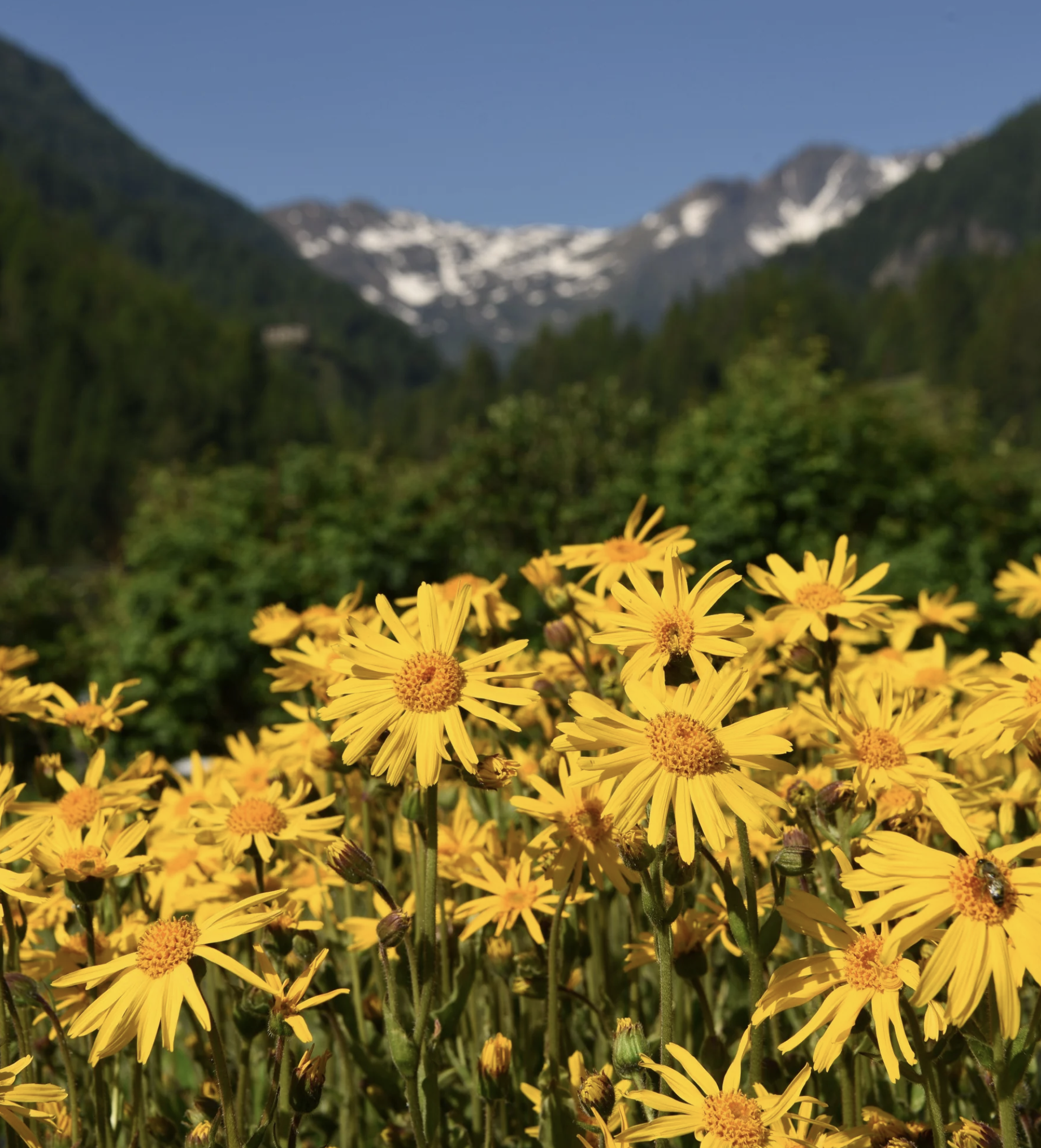 Image displays Arnica Montana growing in mountainous region.