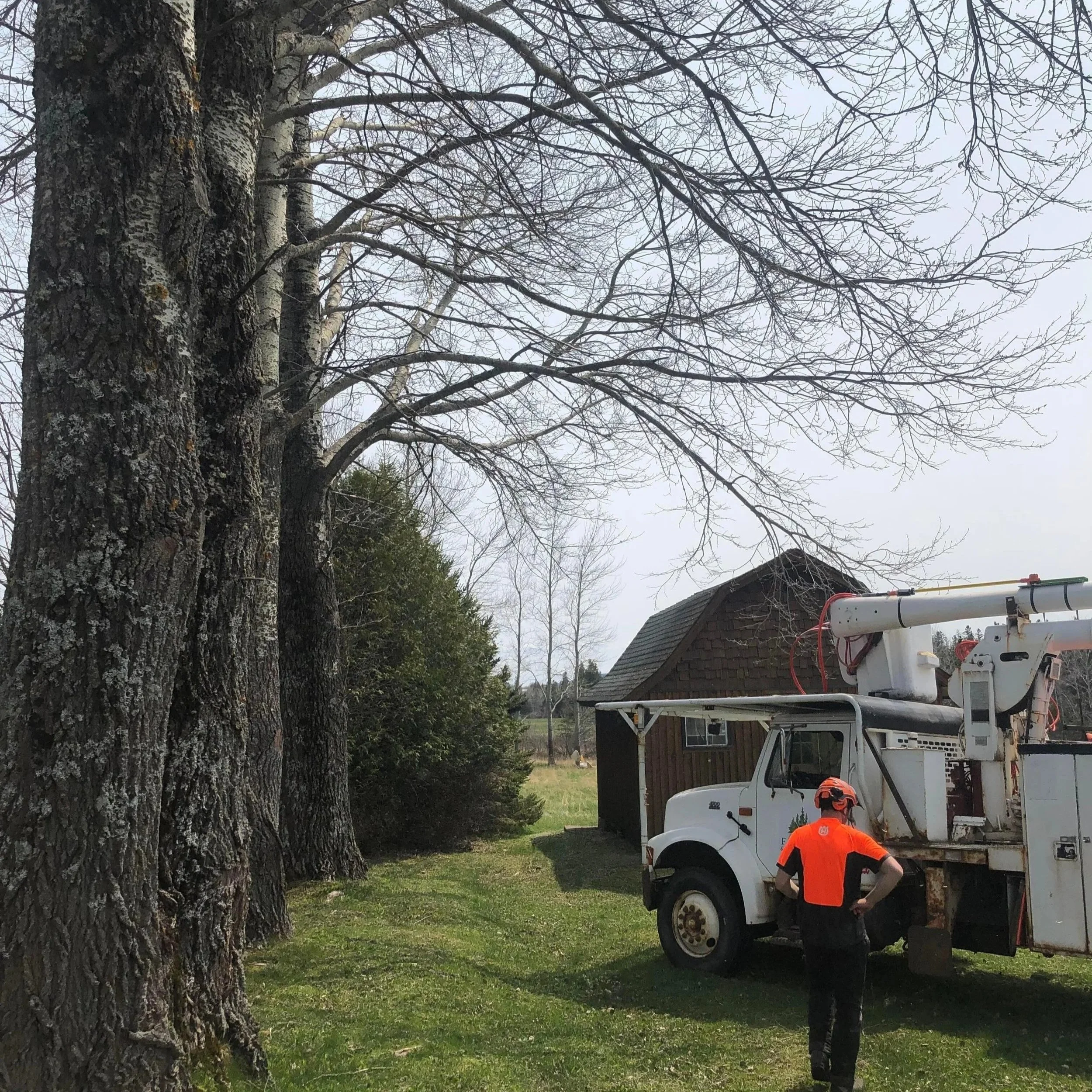 Certified arborist using bucket truck to safely prune large poplar trees in memramcook new brunswick