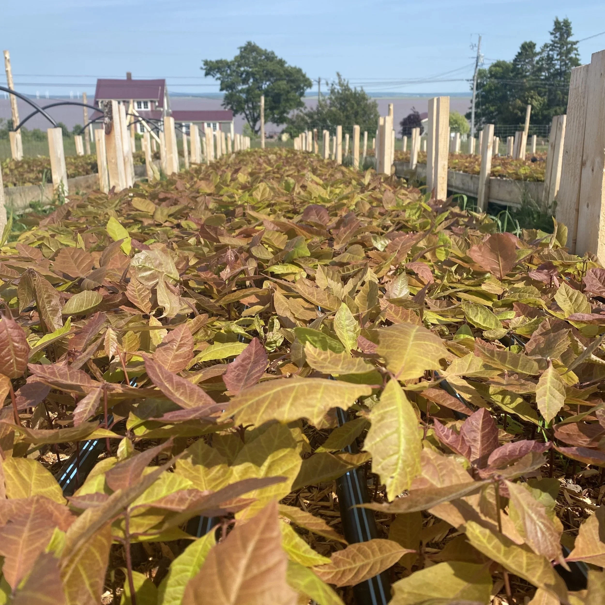 isa certified arborists from tree service planting oak trees in shediac new brunswick