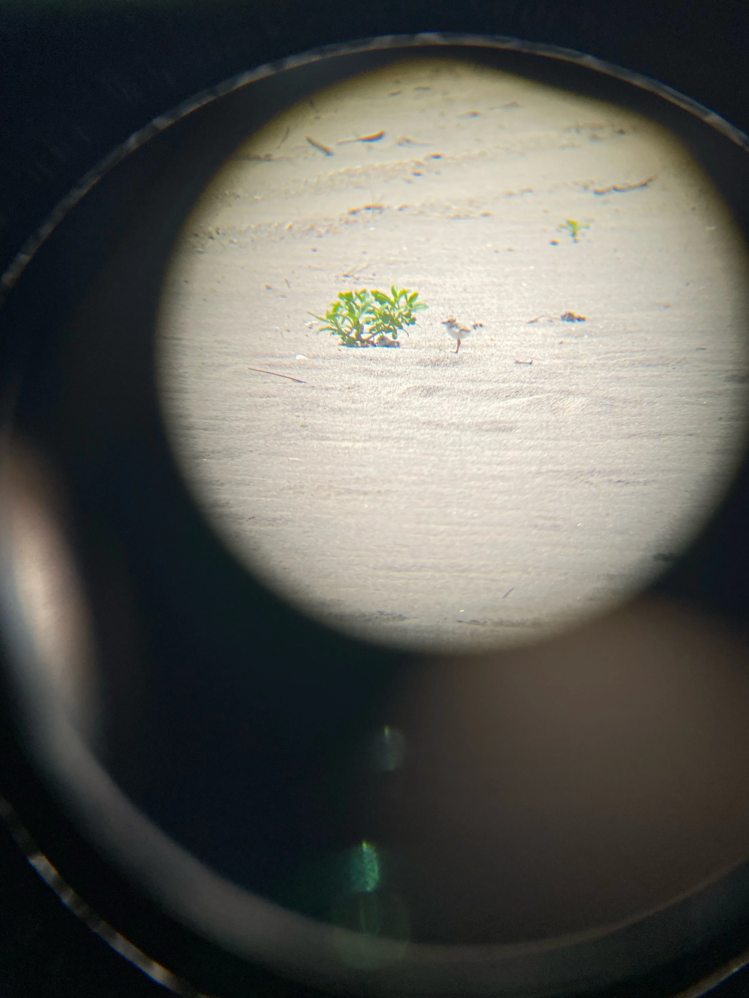 Plover_Binacular.jpeg