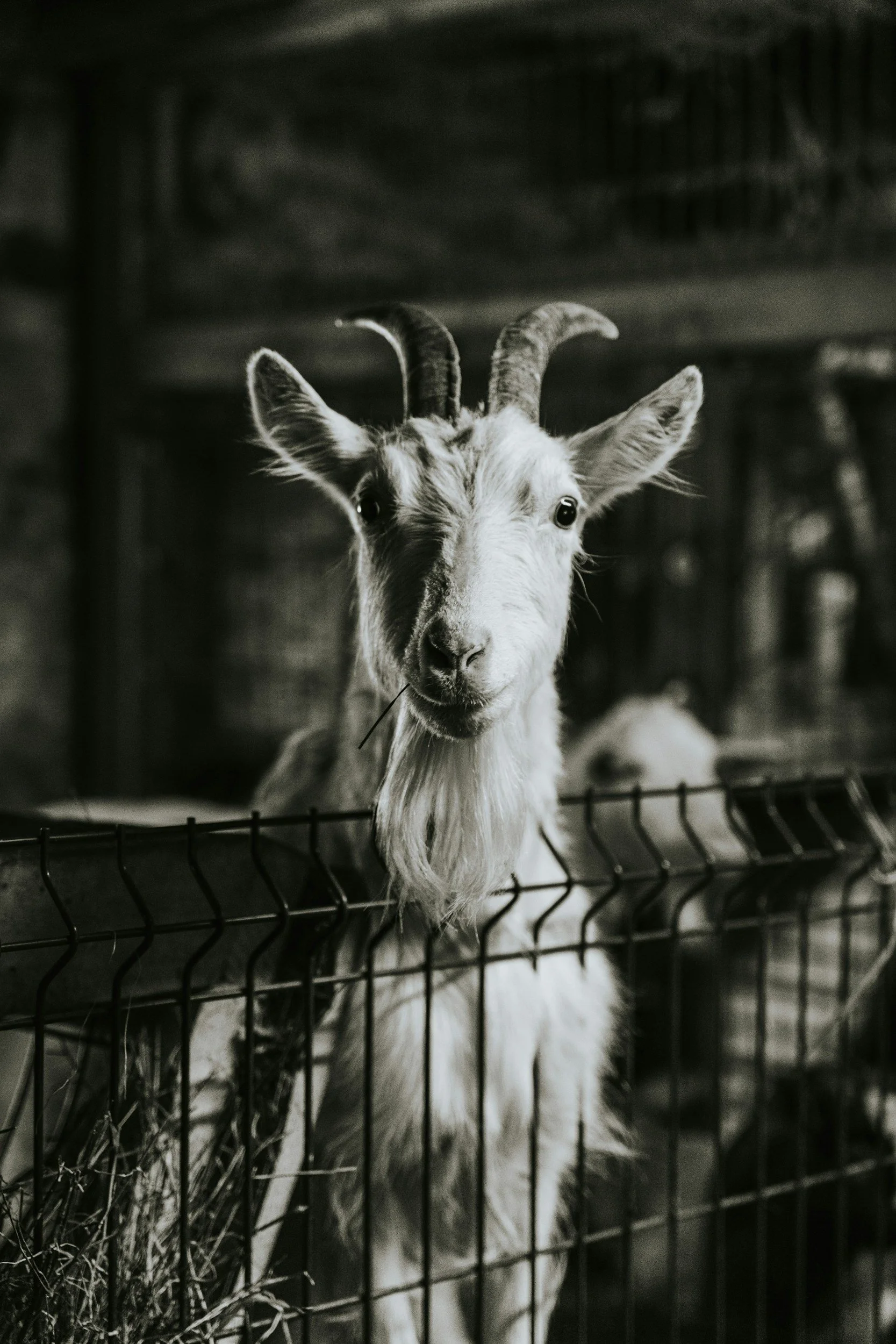Black and white photograph of a goat with curved horns looking through a metal fence. The Wray Scarecrow Festival theme is Greatest Of All Time (G.O.A.T)