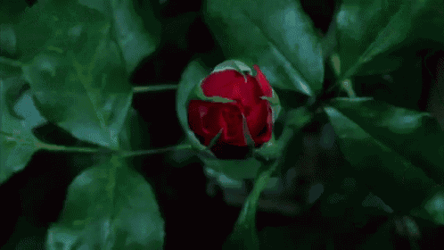 A red camellia flower bud surrounded by green leaves. Kismet is an intuitive living institute located in Venice, California, offering workshops, healing sessions, and spiritual education.