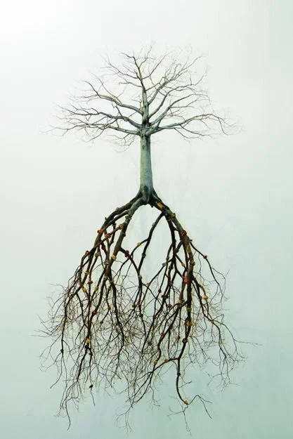 A tree with a bare top and visible roots, resembling a human-like figure. Kismet is an intuitive living institute located in Venice, California, offering workshops, healing sessions, and spiritual education.