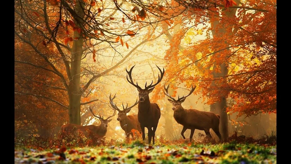 Four majestic deer with large antlers standing in a colorful autumn forest with orange, yellow, and red leaves covering the ground and trees. Kismet is an intuitive living institute located in Venice, California, offering workshops, healing sessions,