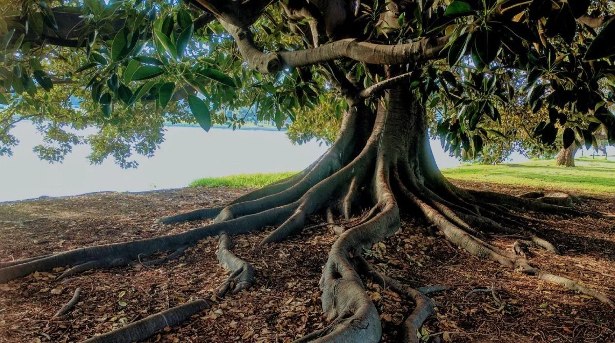 A large tree with thick, twisting roots spreading across the ground and green leaves overhead. Kismet is an intuitive living institute located in Venice, California, offering workshops, healing sessions, and spiritual education.