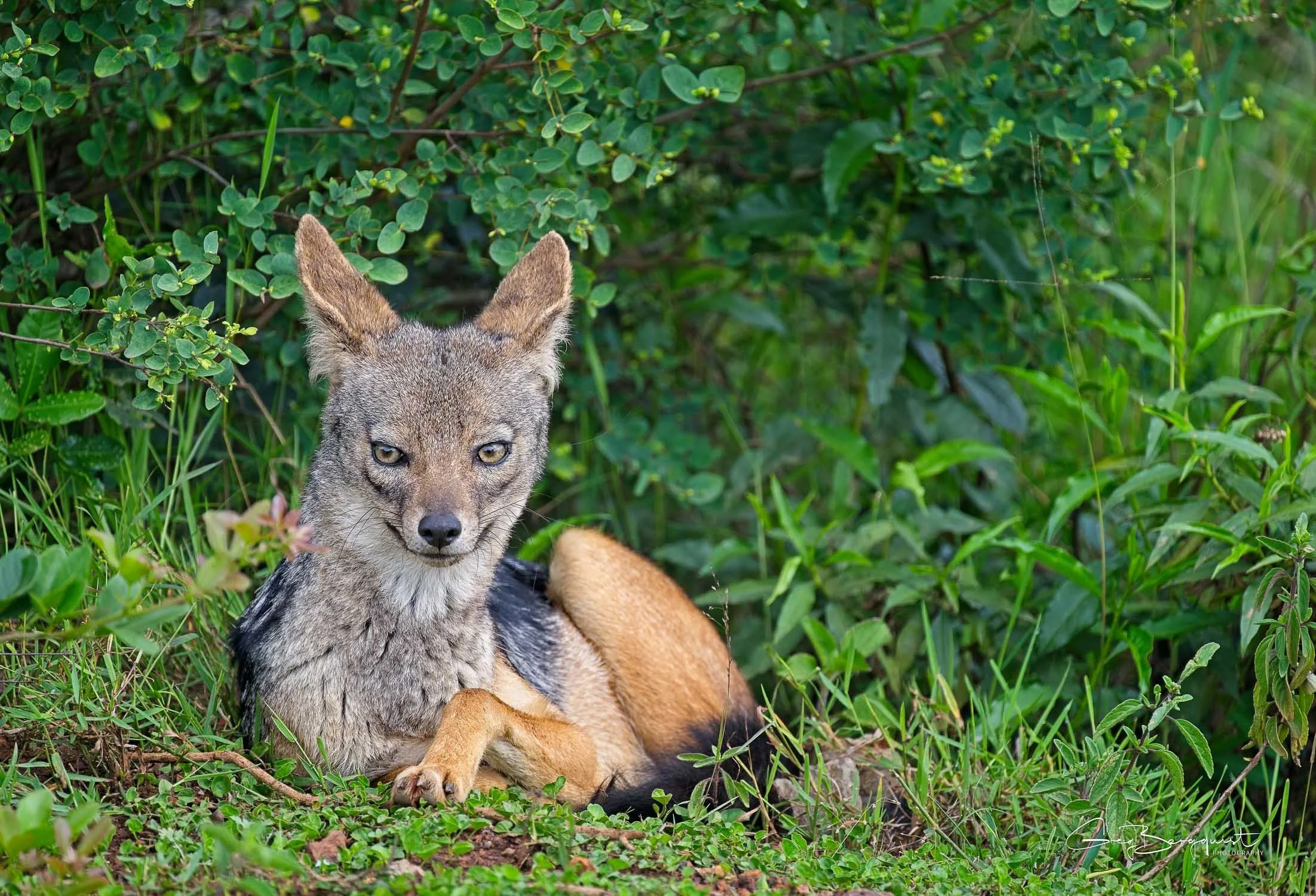Wildlife Two-7.jpg