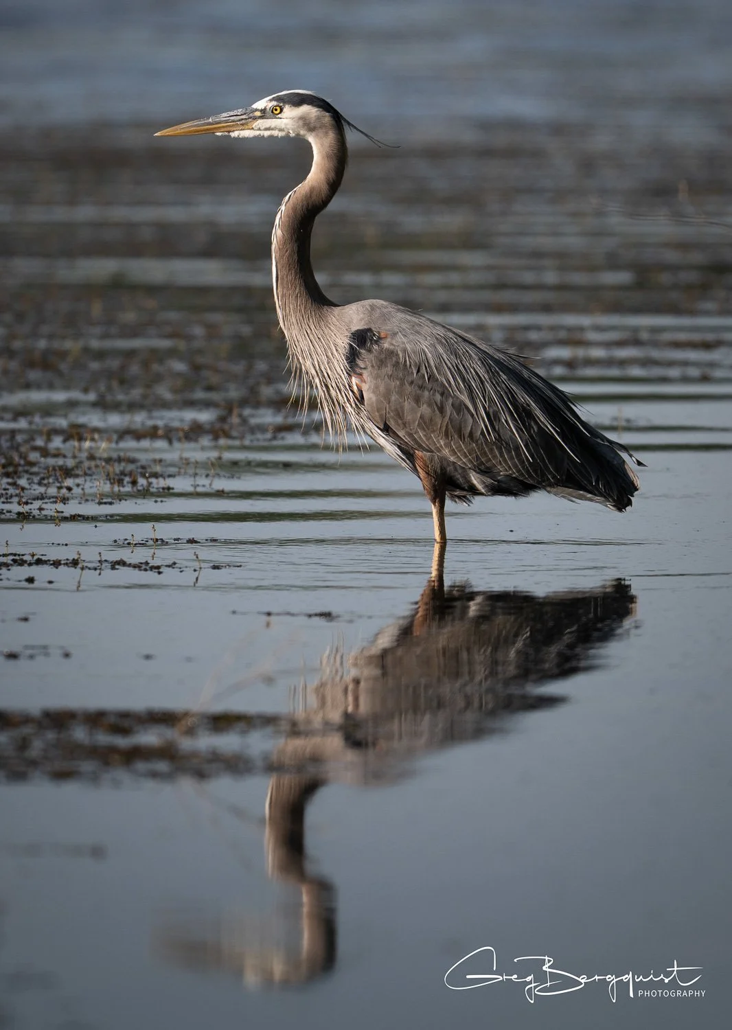 Wildlife-4.jpg