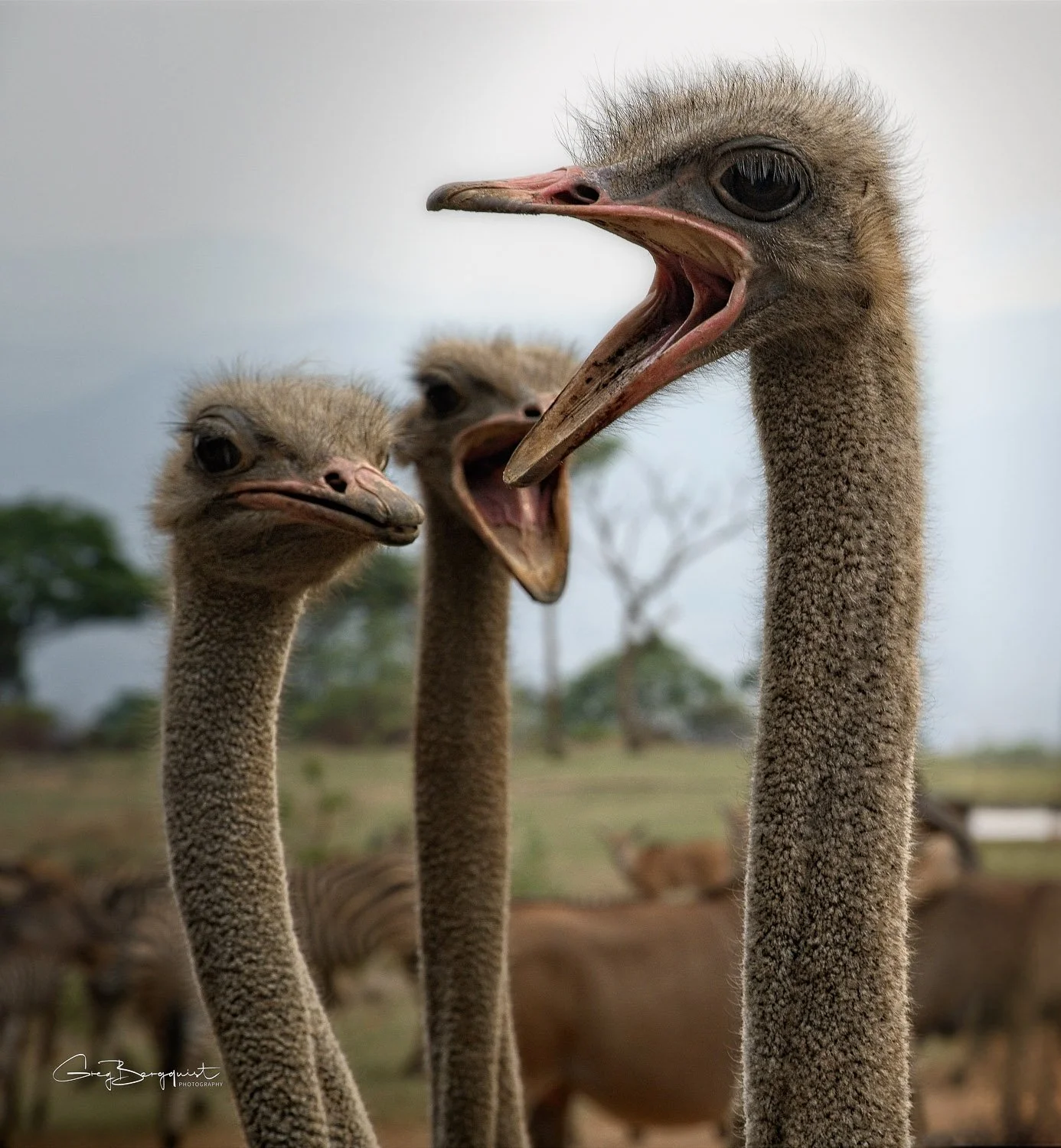 Nature and Wildlife