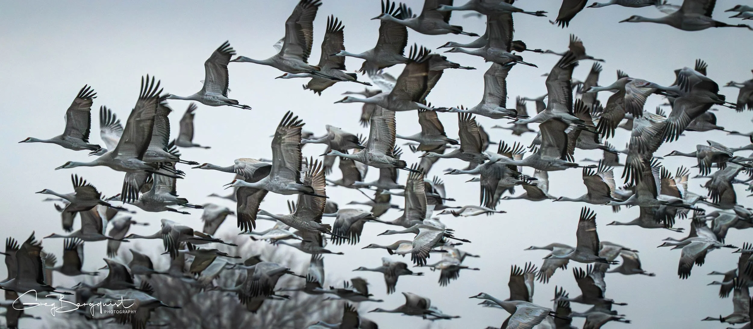 Wildlife-2.jpg