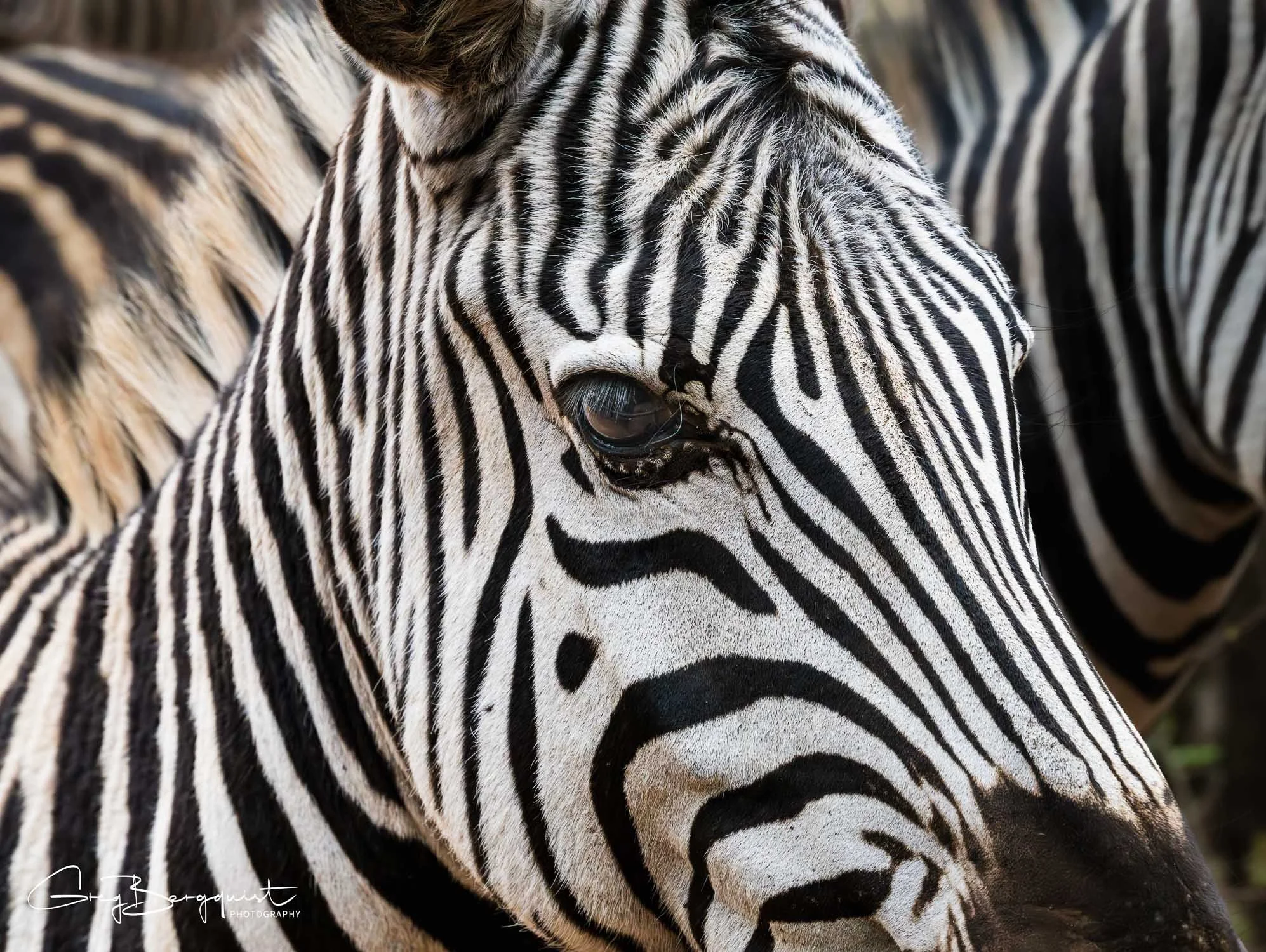 Wildlife Two-11.jpg