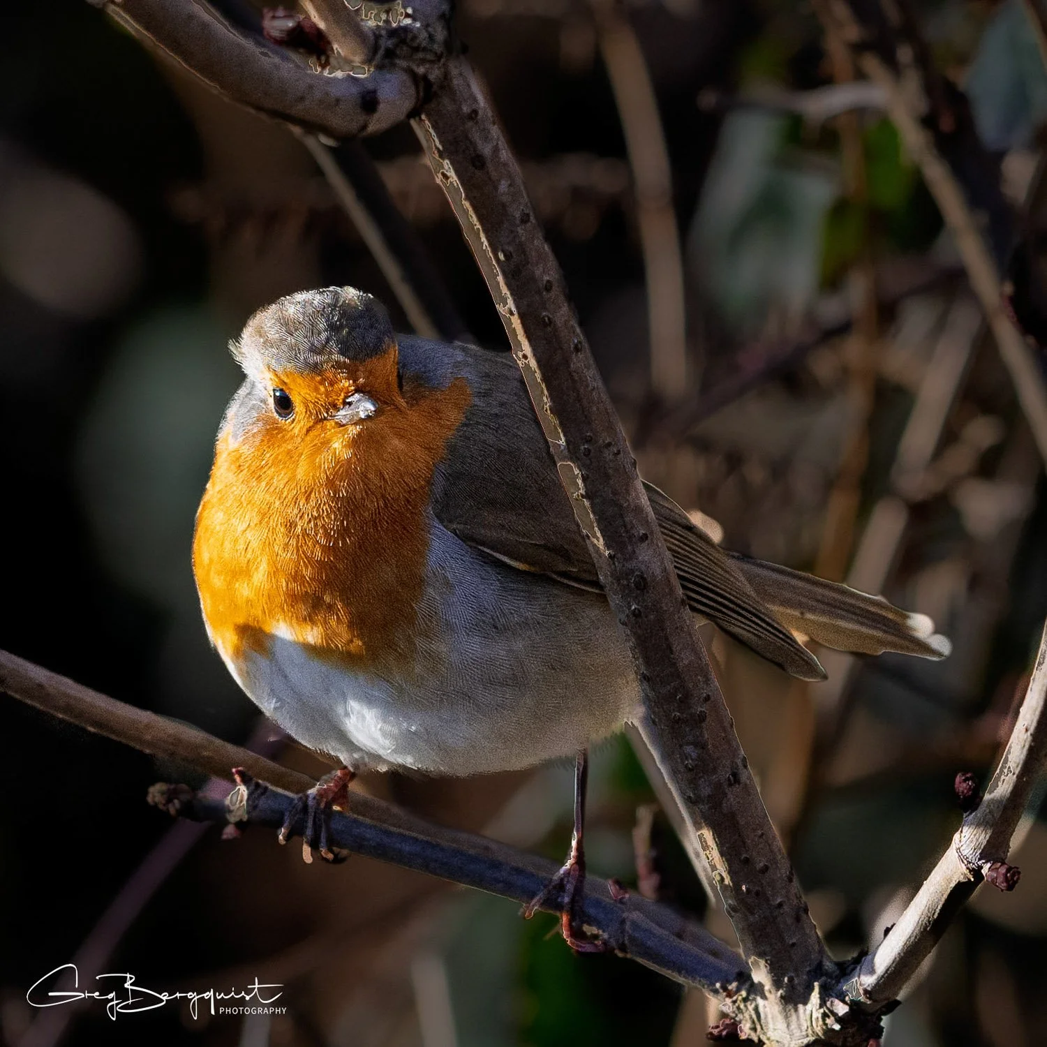 Wildlife-1.jpg