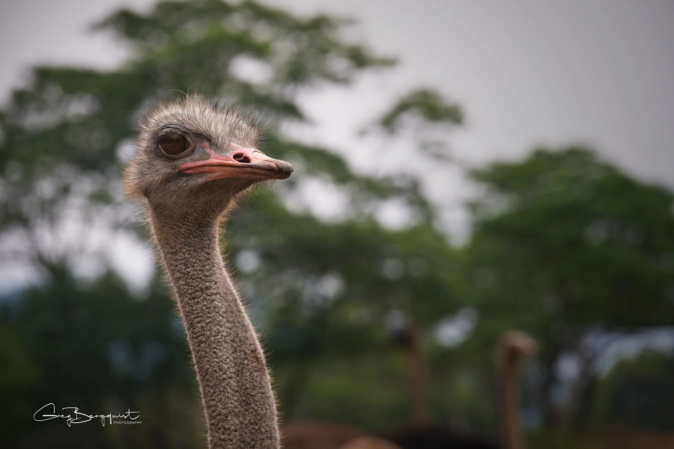 Wildlife Two-12.jpg