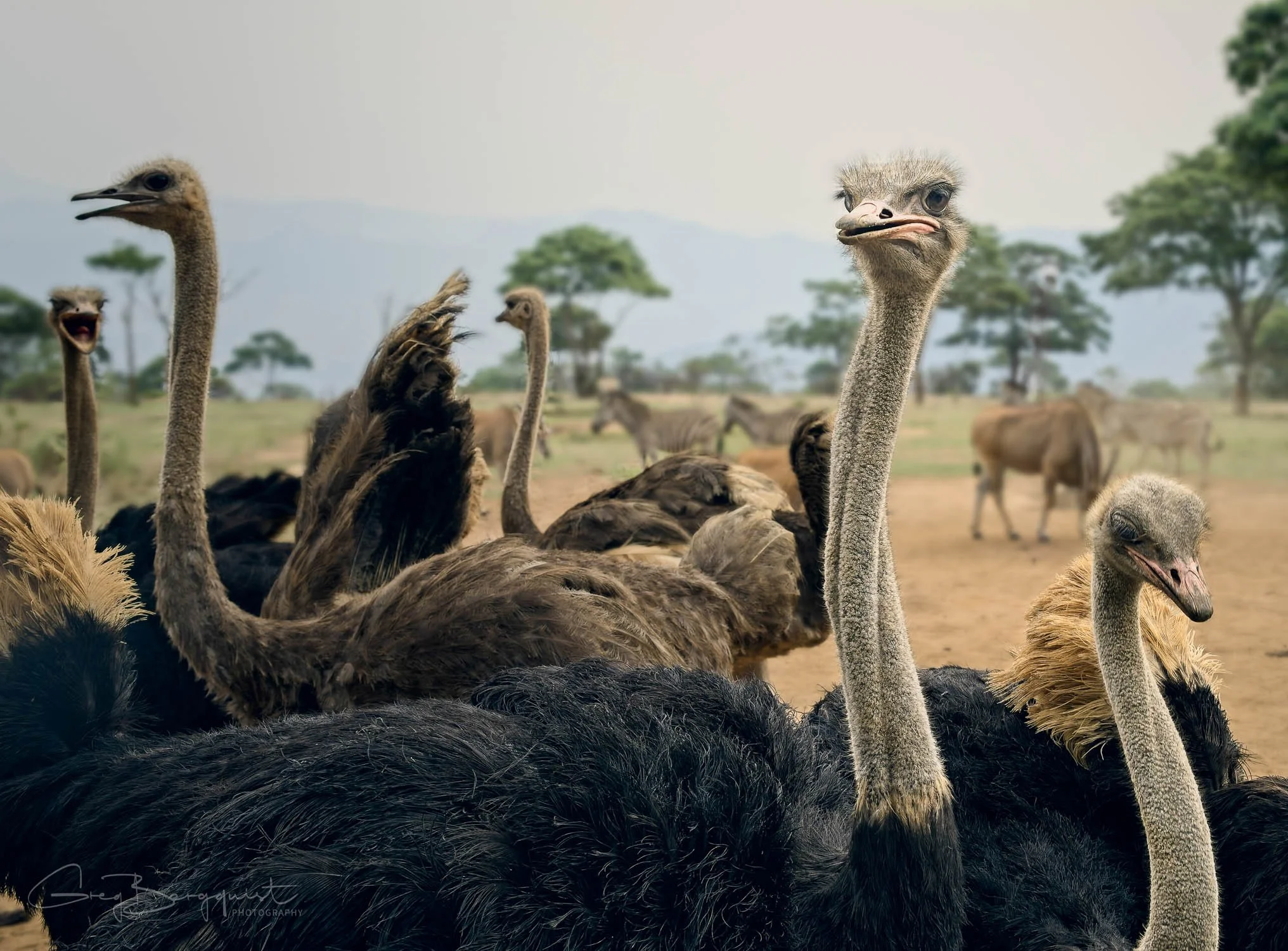 Wildlife Two-9.jpg