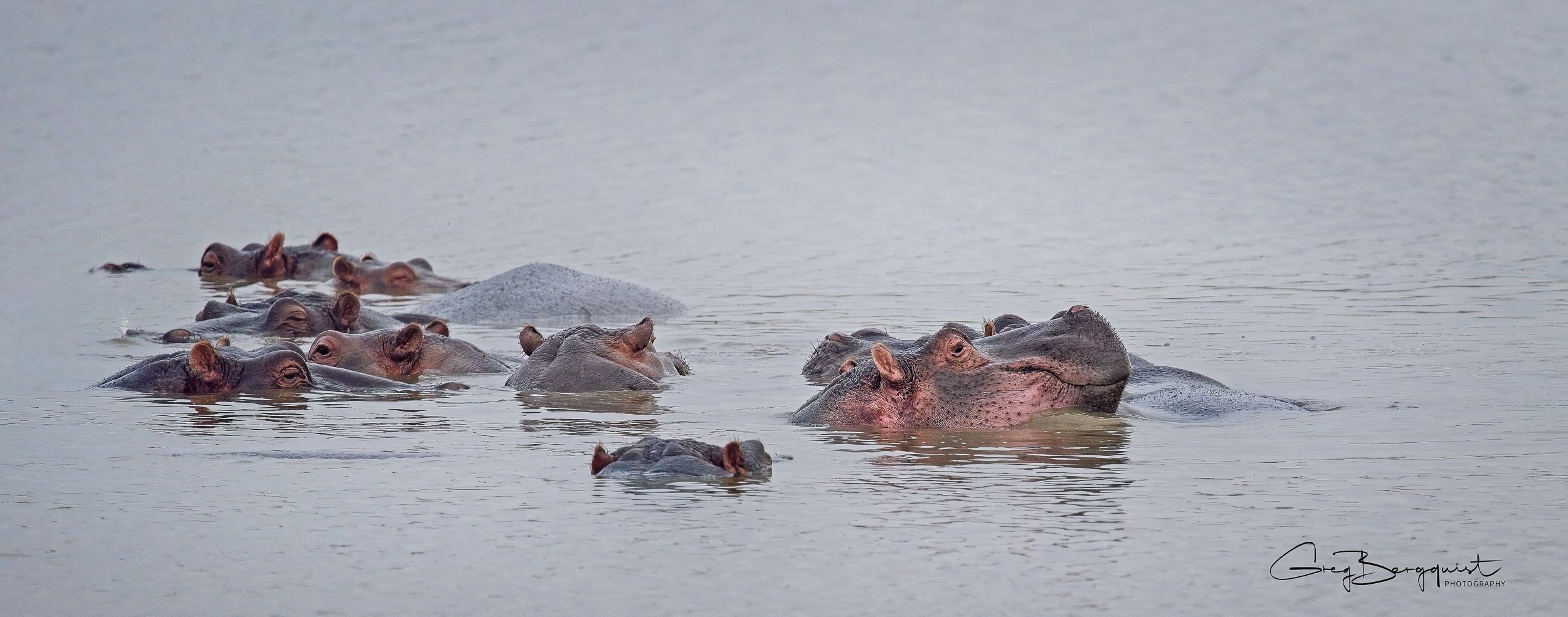 Wildlife Two-3.jpg