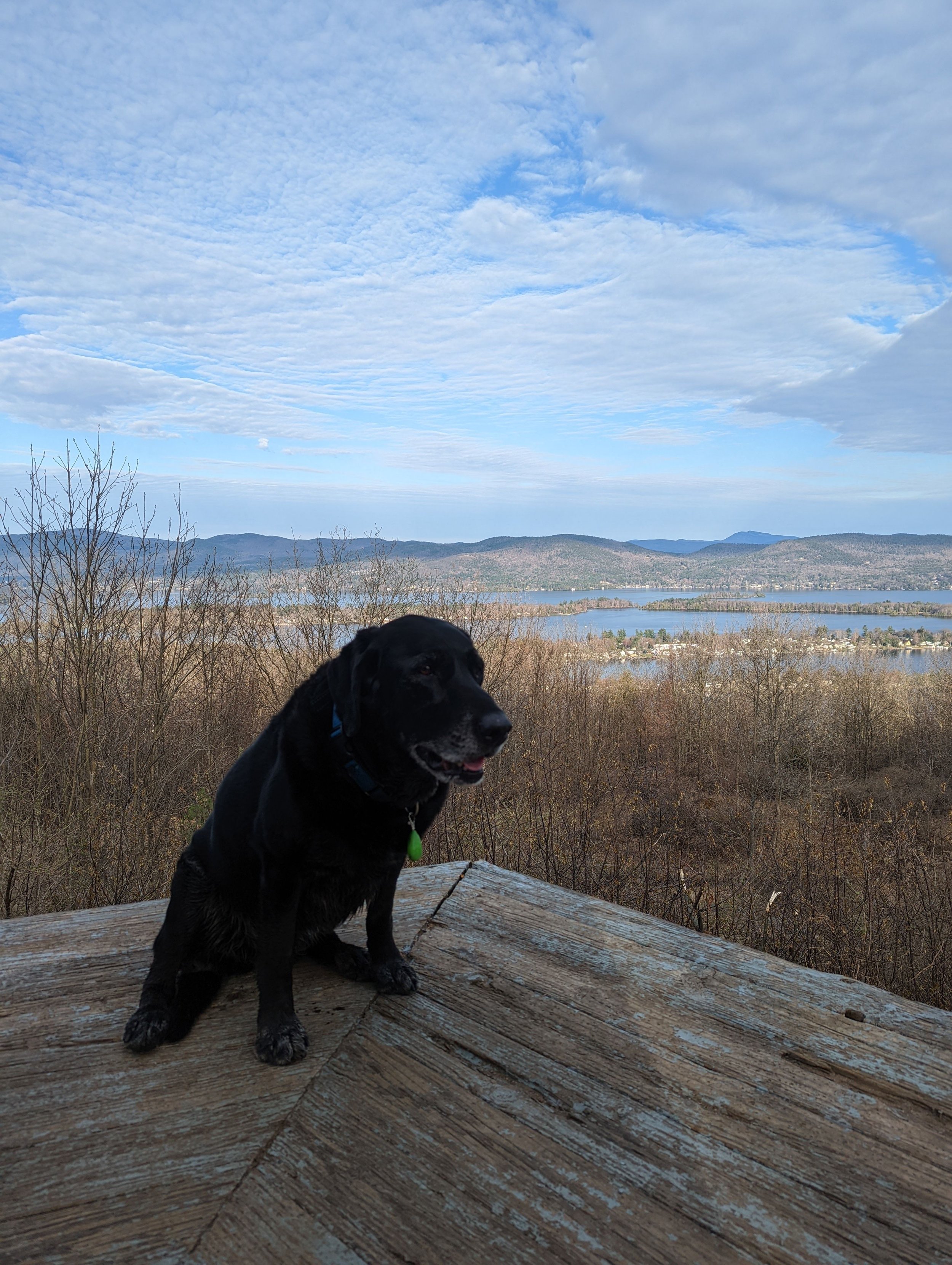 A black dog with a green tag sitting on a wooden log with a scenic landscape in the background, including a lake, hills, and a partly cloudy sky.