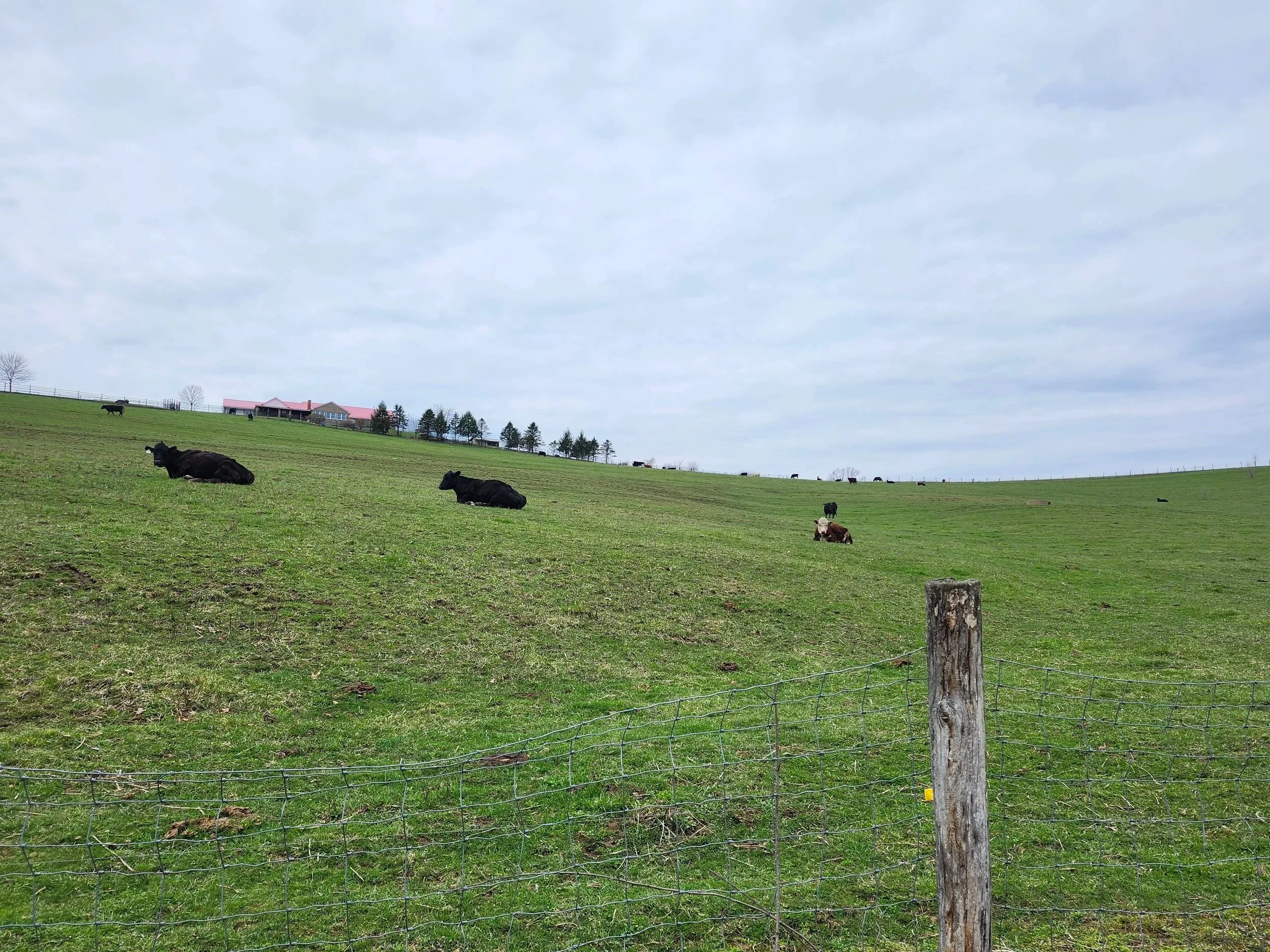 A rural farm scene with black and white cows resting on green grass, a wire fence in the foreground, sparse trees, and farm buildings with red roofs under a cloudy sky.