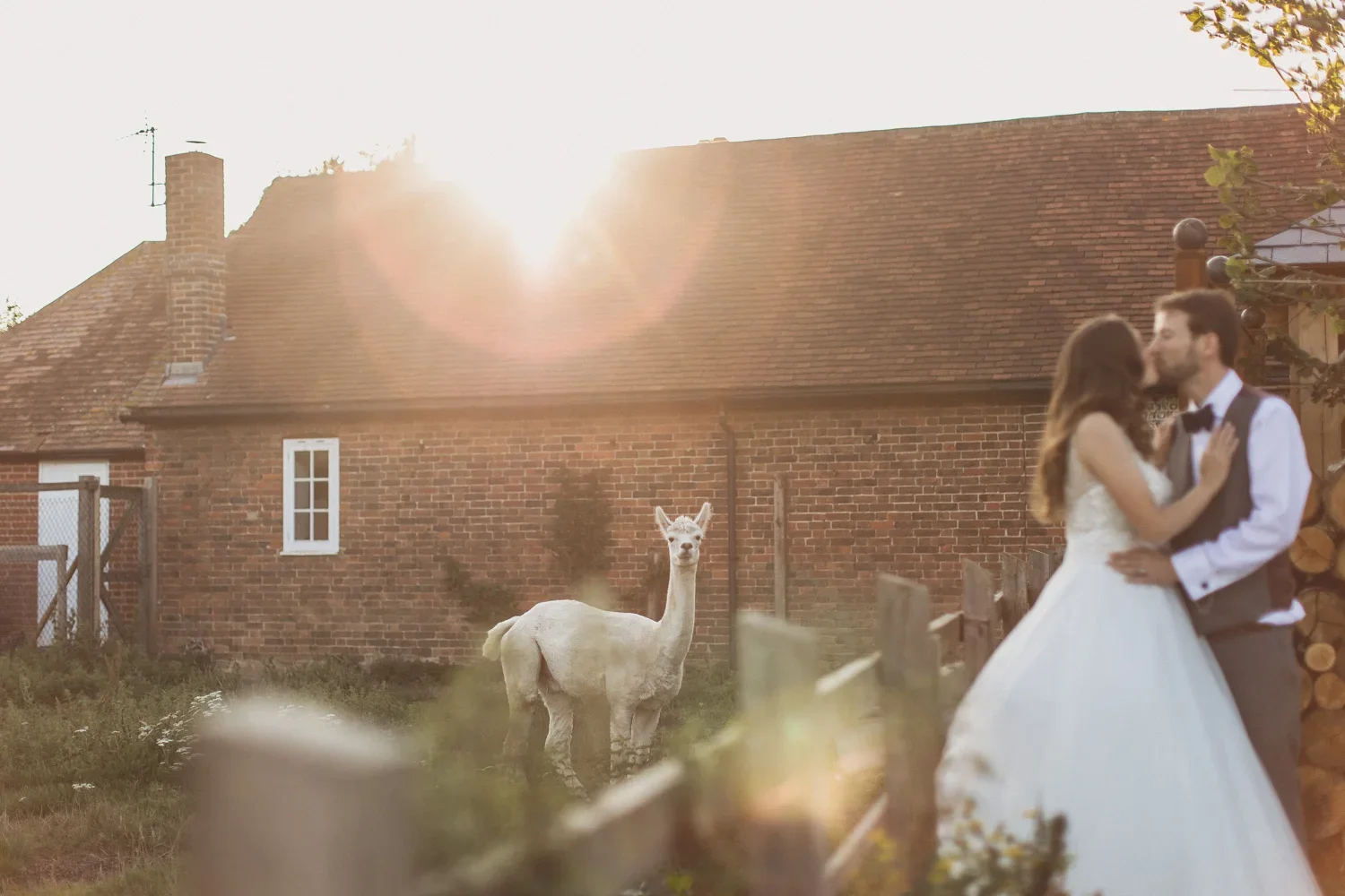 A bride and groom sharing a kiss outdoors in front of an llama with a brick house and wooden logs in the background, during sunset.