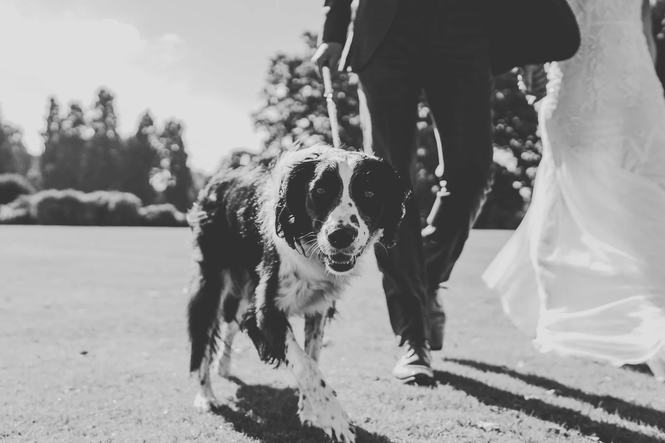 A person walking a dog on a leash on a sunny day outdoors. The dog is an Australian Shepherd with a black and white coat and looks directly at the camera. The background shows trees and clear sky.