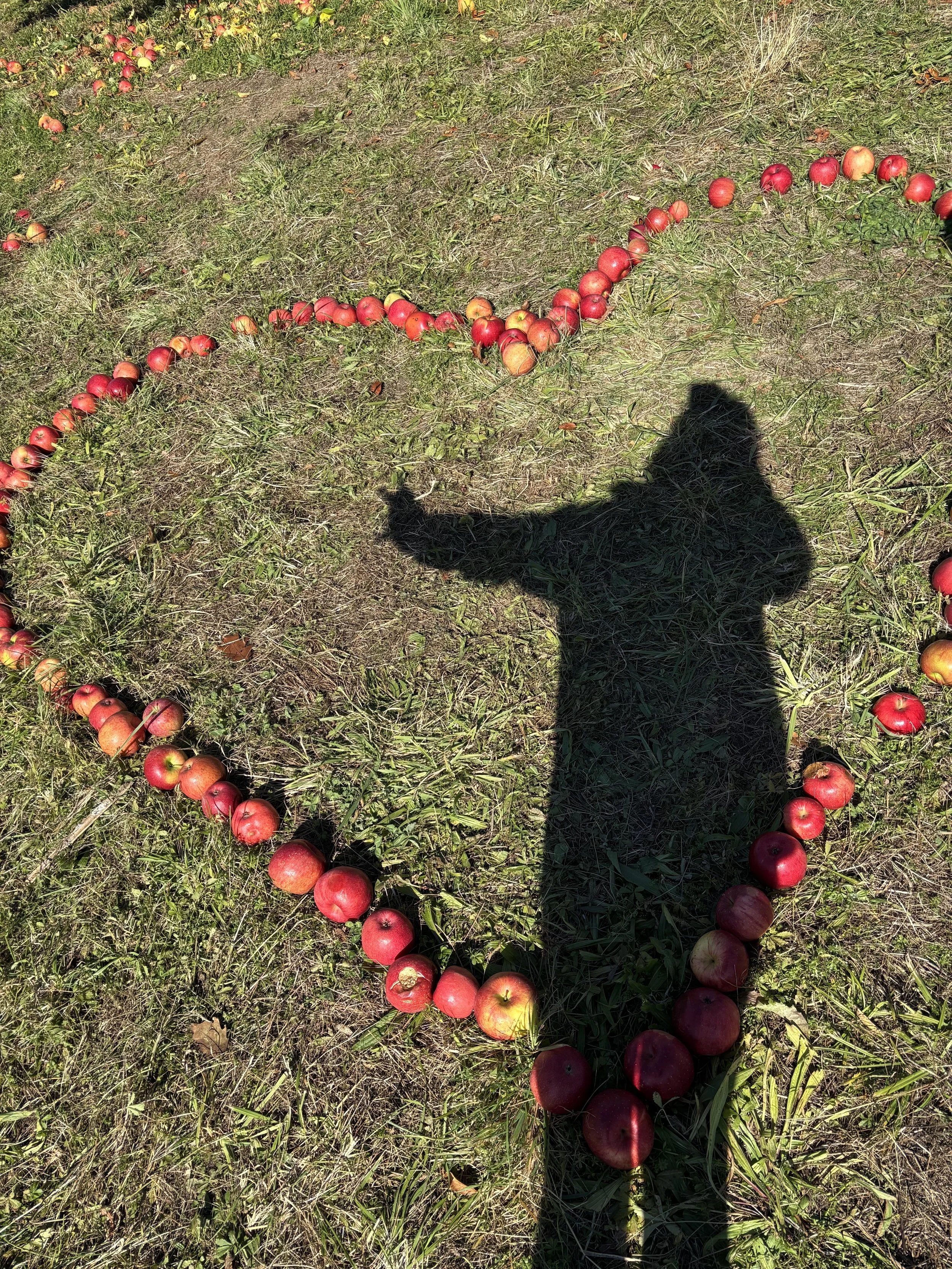 A grassy field with apples arranged in the shape of a heart on the ground, some apples are scattered around. The person's shadow, holding a phone, is visible in the foreground.