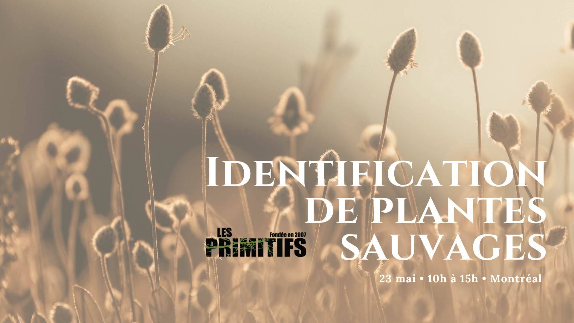 Identification des plantes sauvages (Montréal)