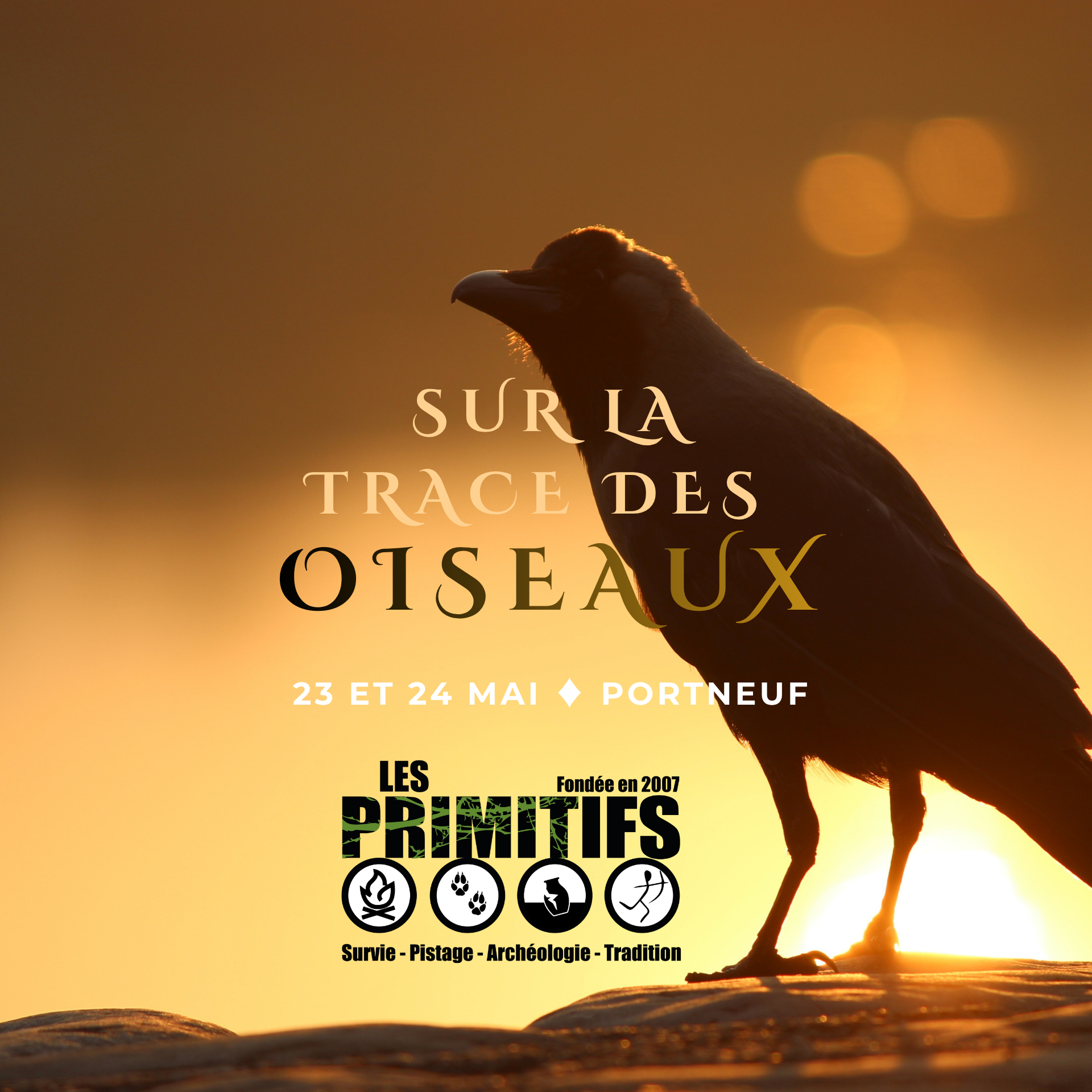 Sur la trace des oiseaux (St-Raymond)