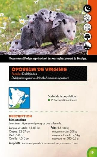 mammiferes du quebec_preview 2.jpg