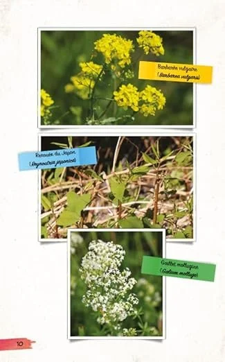 Plantes sauvages_Preview 1.jpg