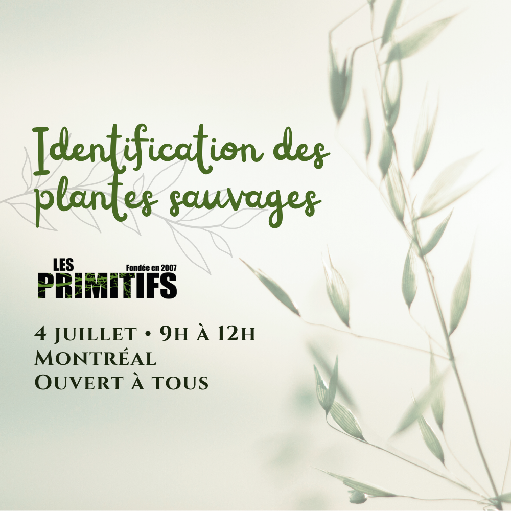 Identification des plantes sauvages • 4 juillet 2026 • Montréal