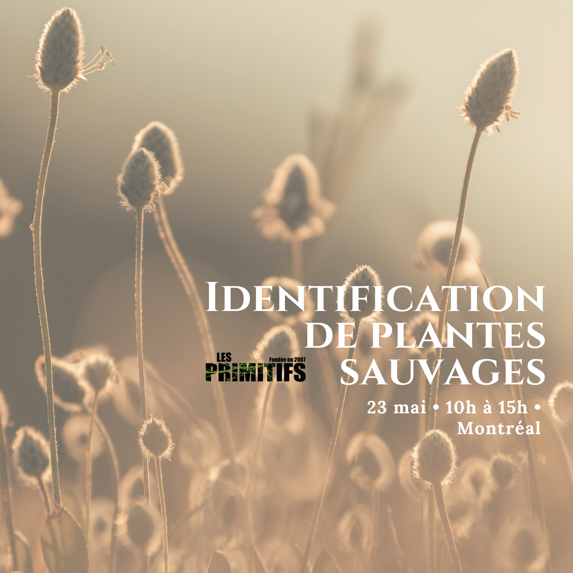 Identification des plantes sauvages (Montréal)