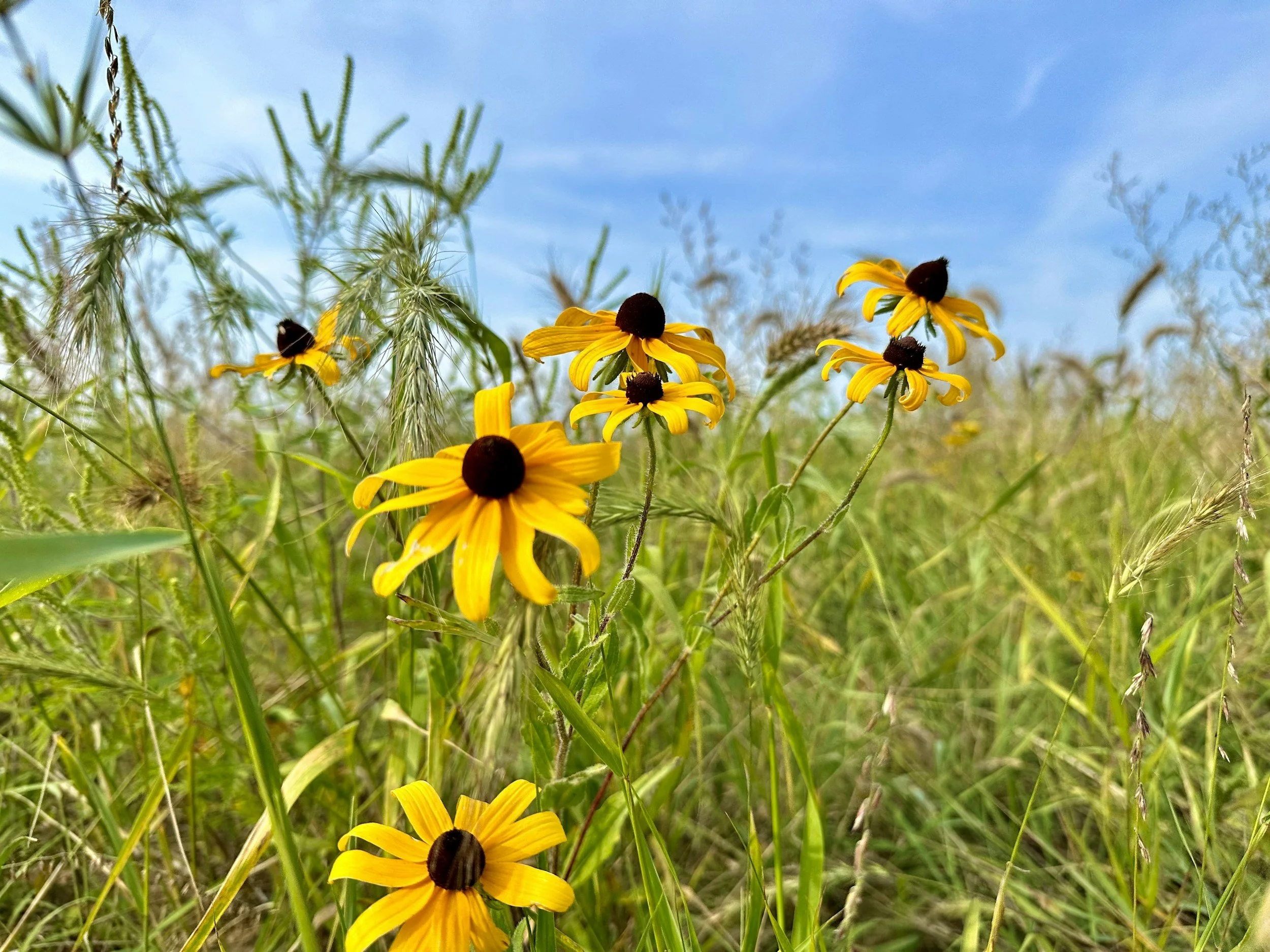 Yellow Black-eyed Susan flowers in a grassy field under a blue sky with few clouds.
