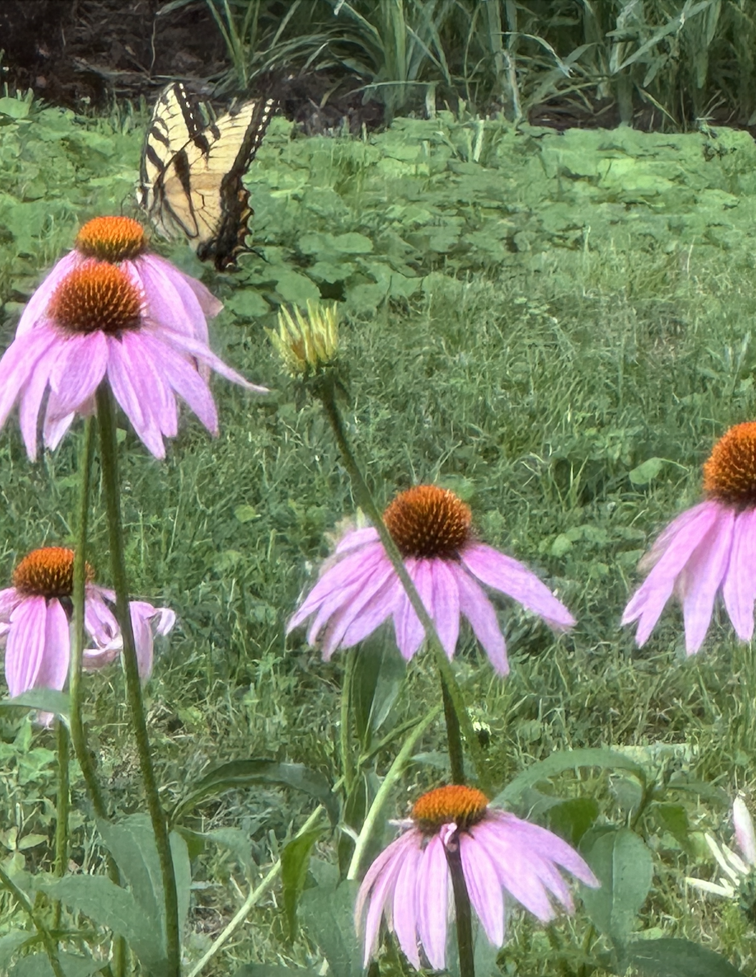 Reflections on the Liturgy