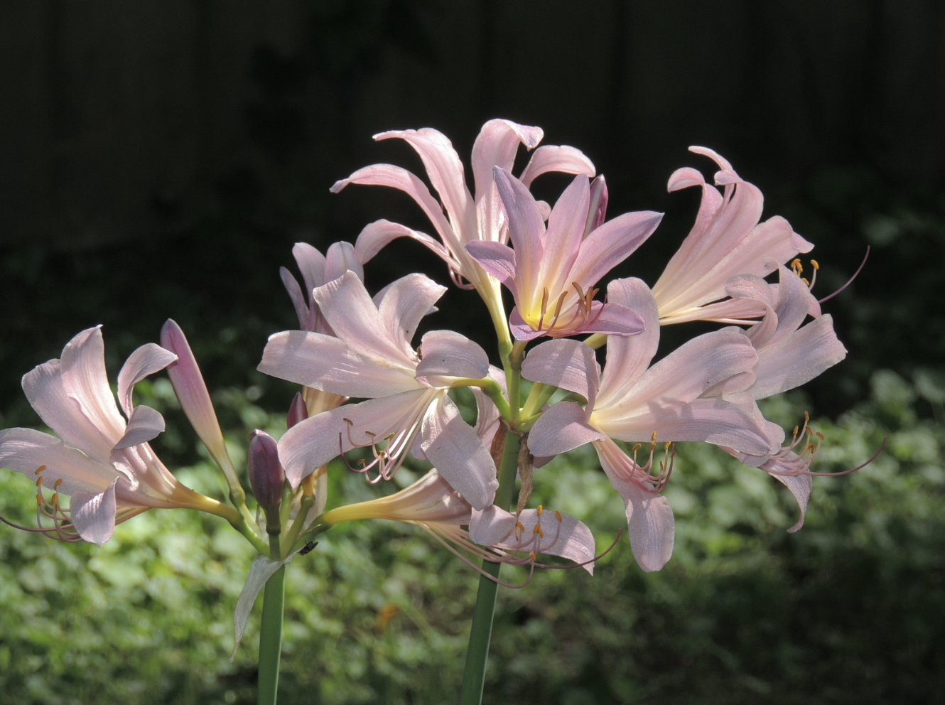 God Loves the Broken-Hearted