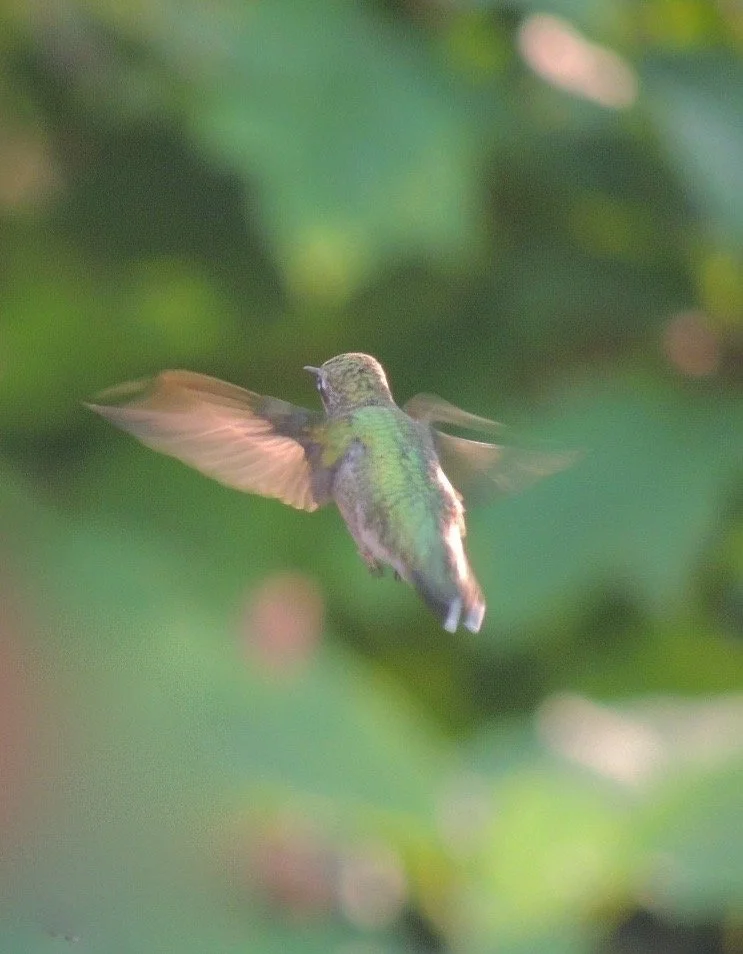 hummingbird