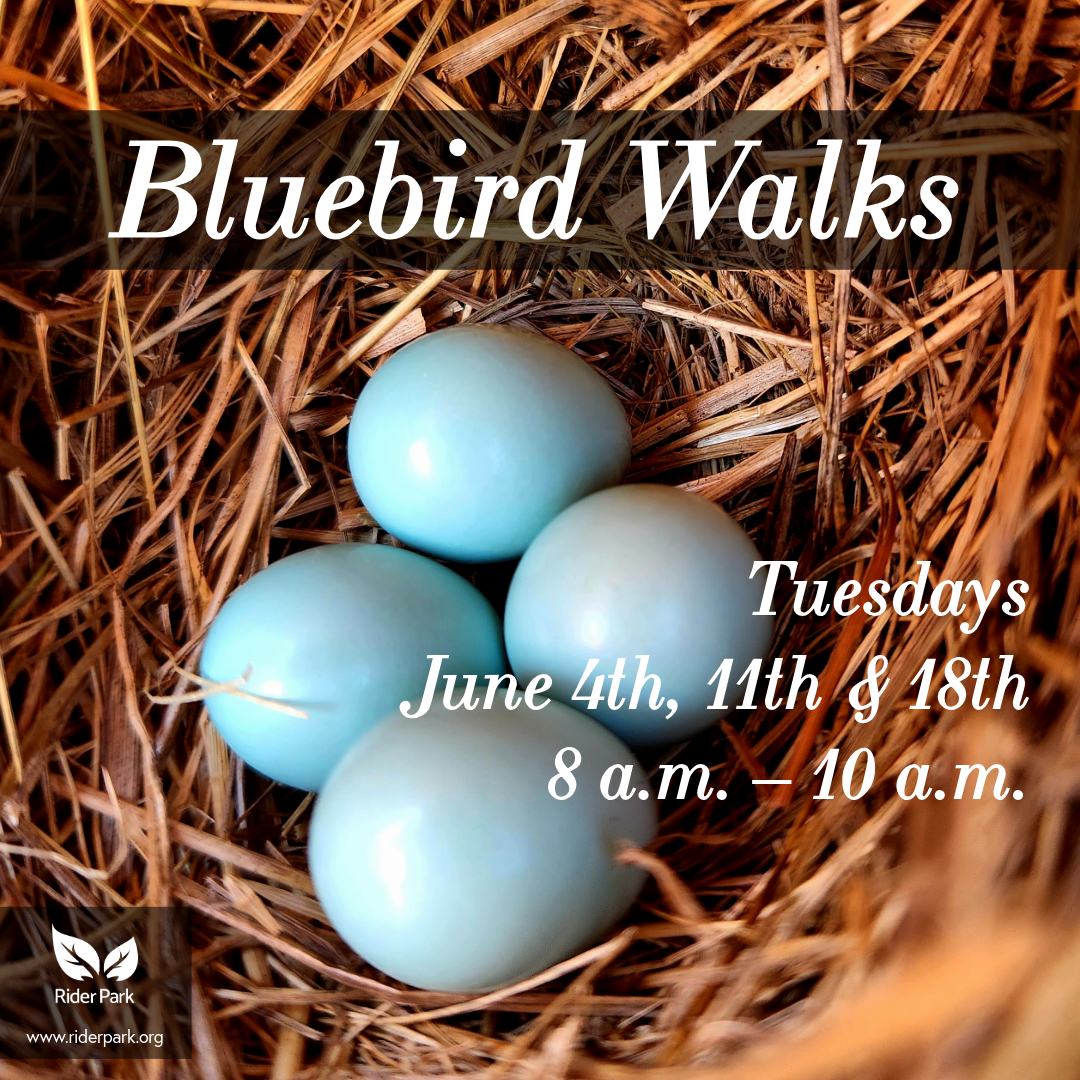 BirdWalk-June.png