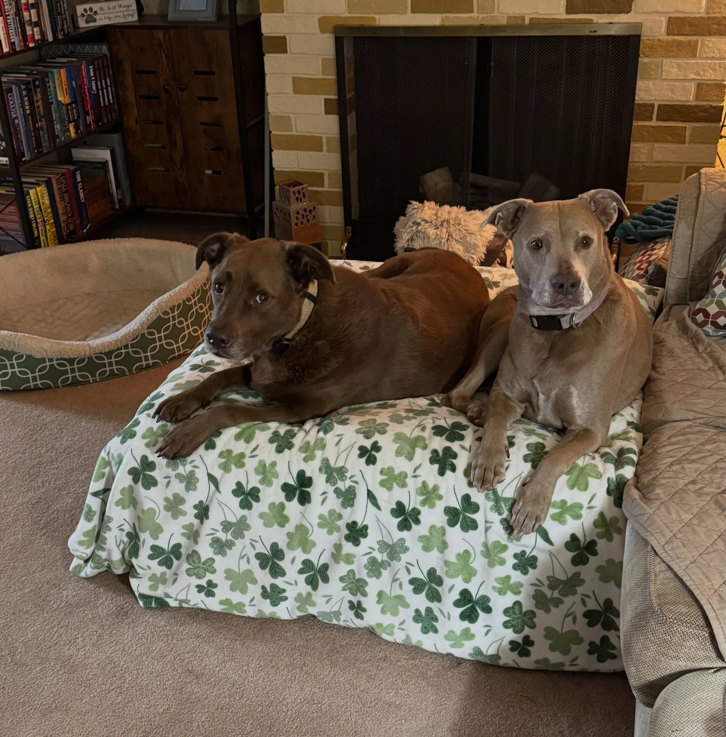 A calm, rainy Saturday with my snuggle babies. 💕⛈️