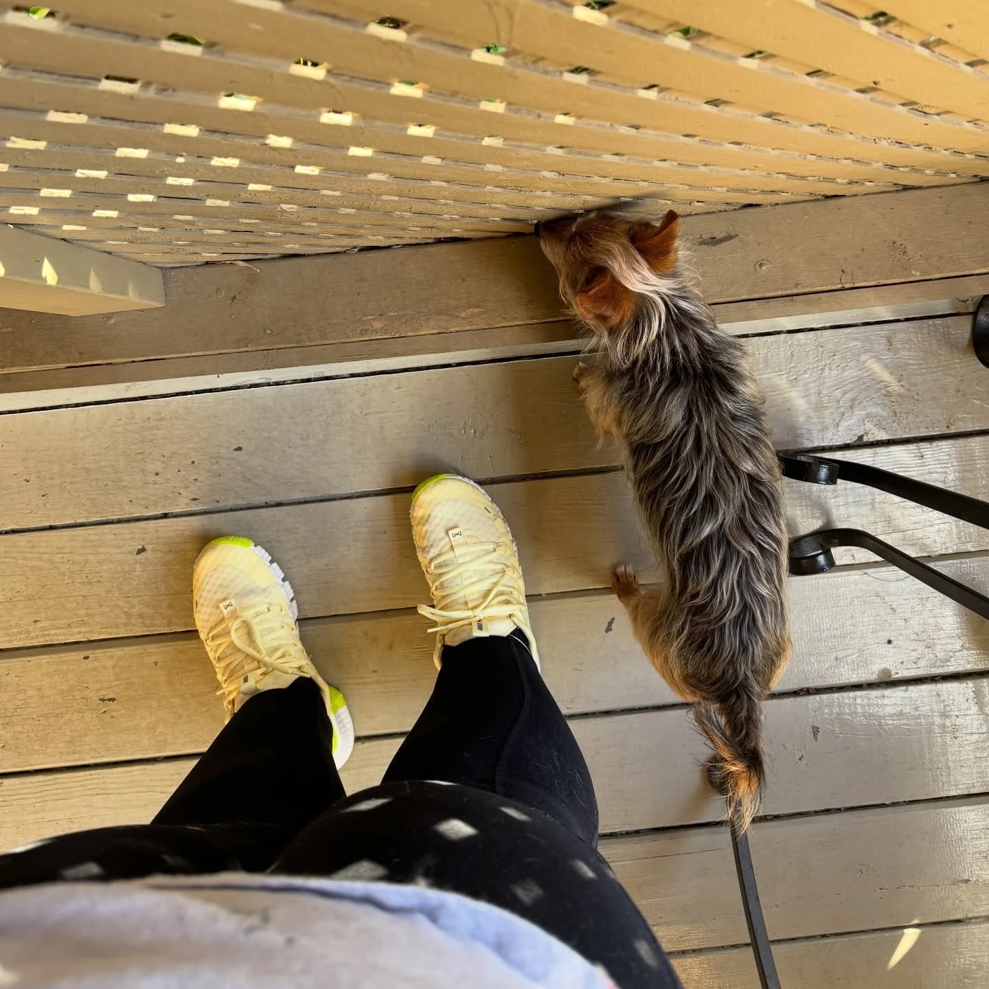 It&rsquo;s really easy to look through lattice when you&rsquo;ve only got one eye. 👁️ #Wazi #NeighborhoodWatch #Petsitting #inhomepetsitting #dogsofinstagram