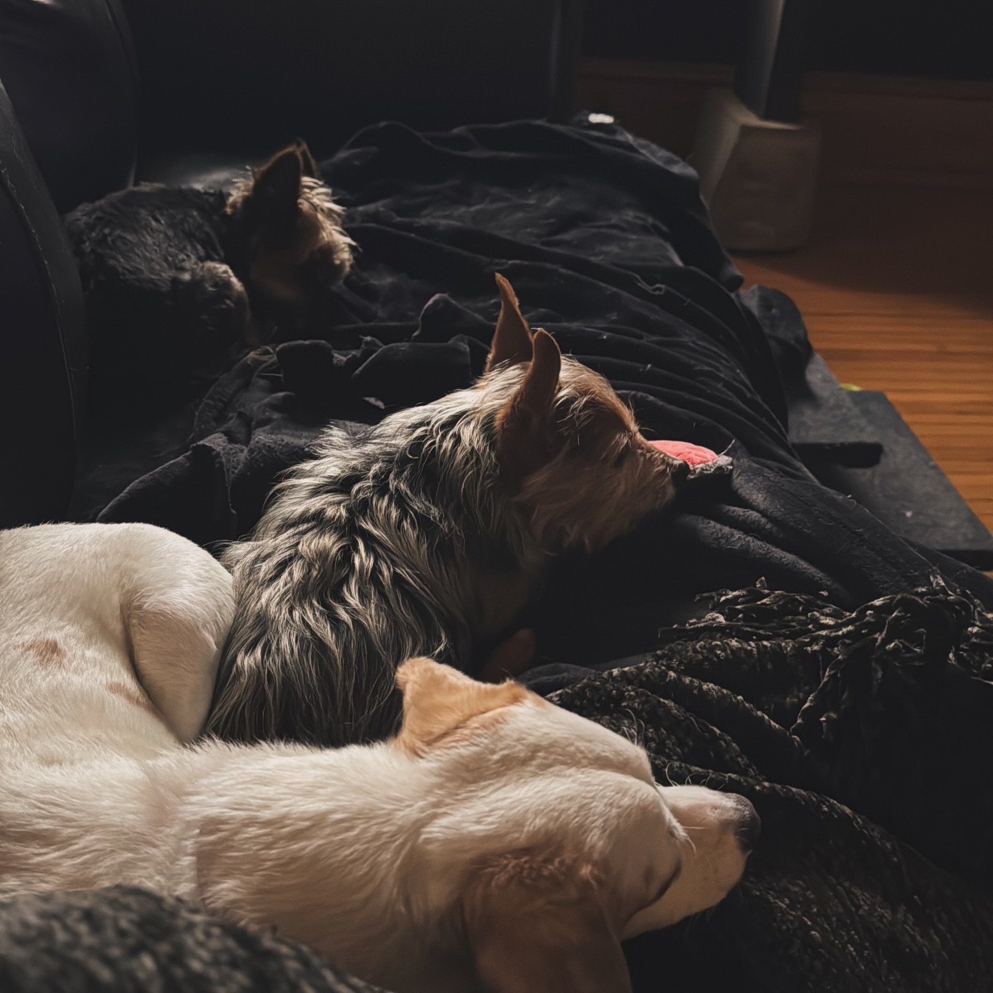 Morning snuggles are the best way to start the day. 🥰🩵