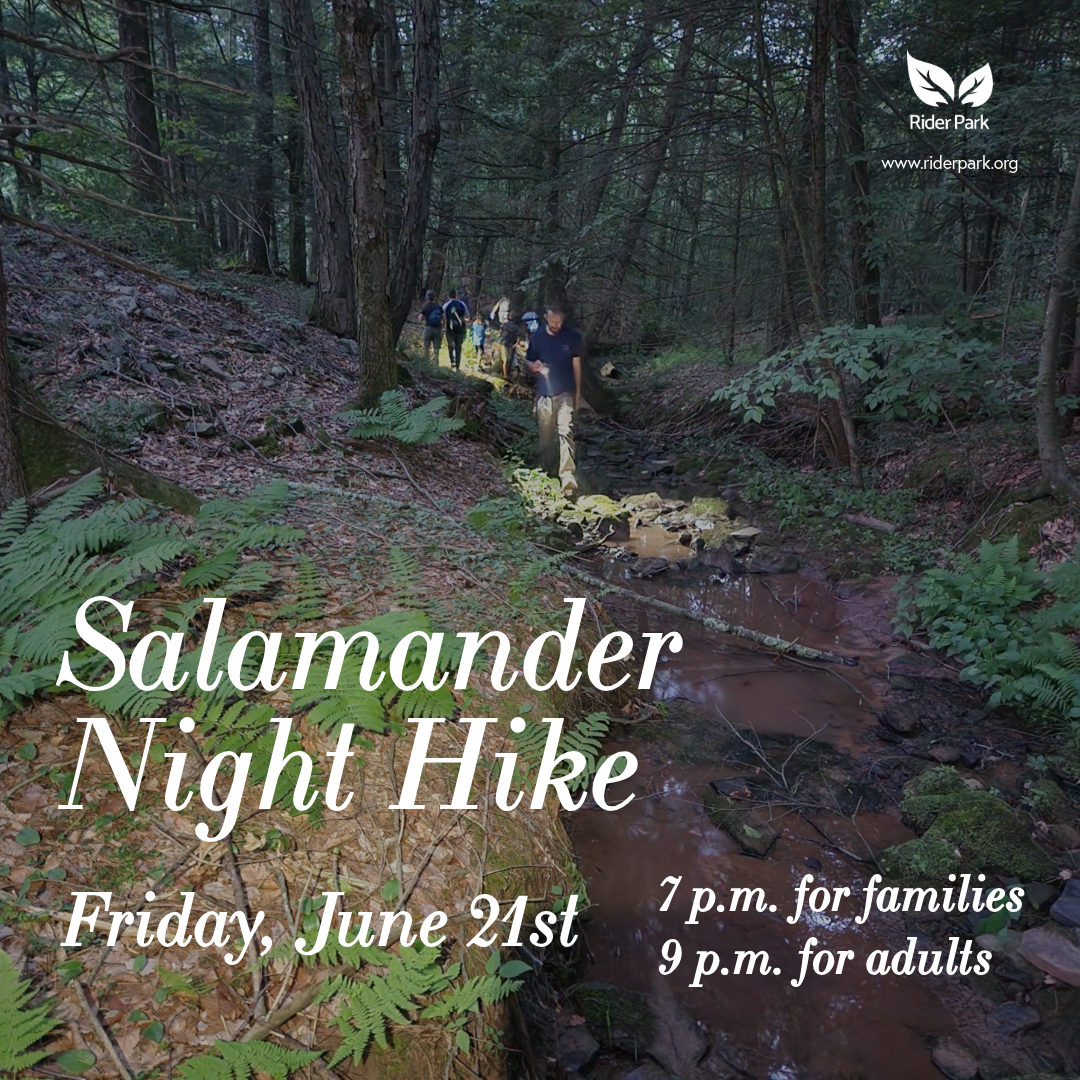 SalamanderNightHike_June21.png