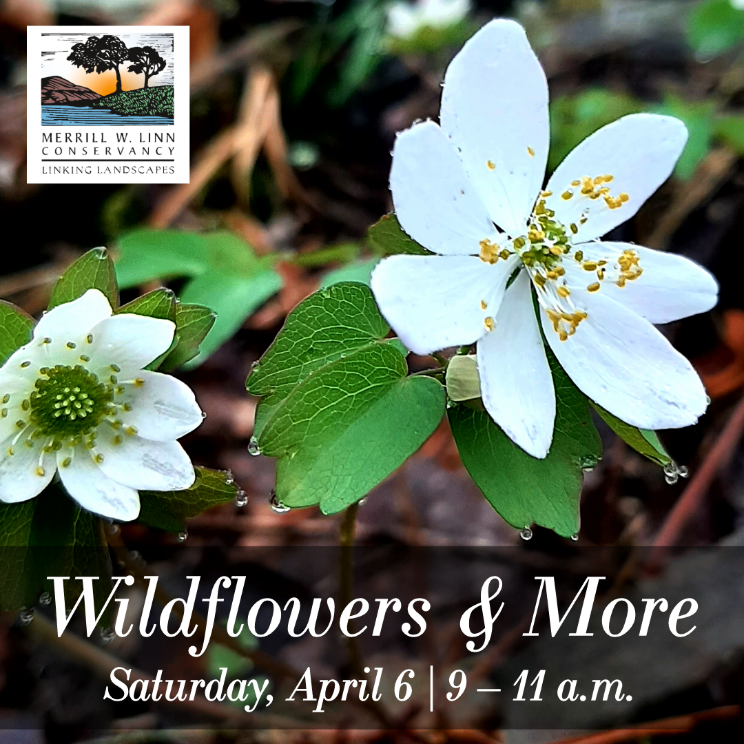 RiderPark_Wildflowers4-6-24.png