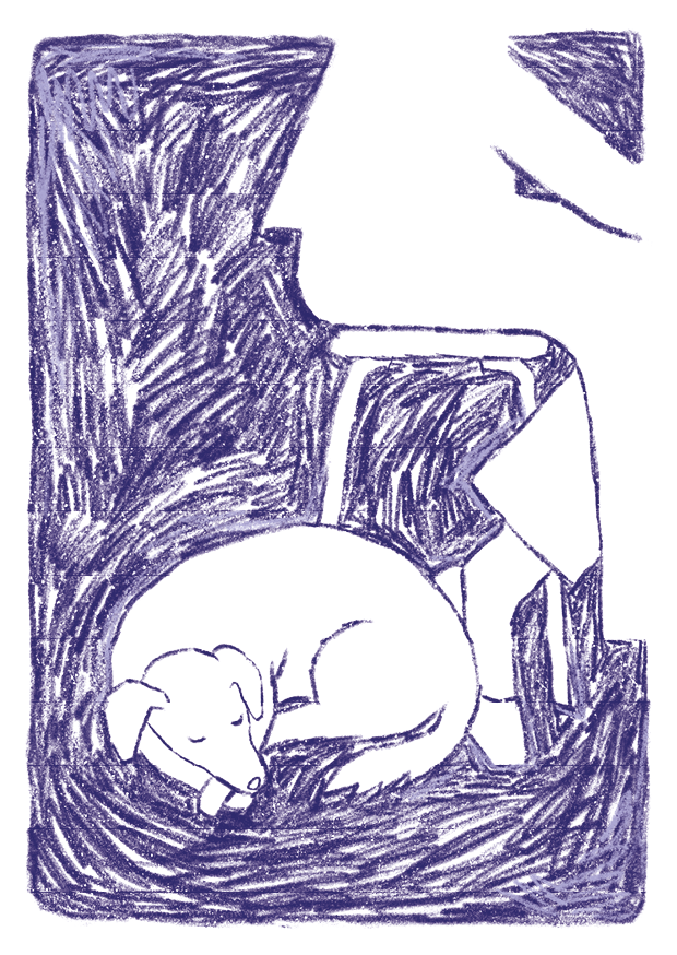 Dogs and legs