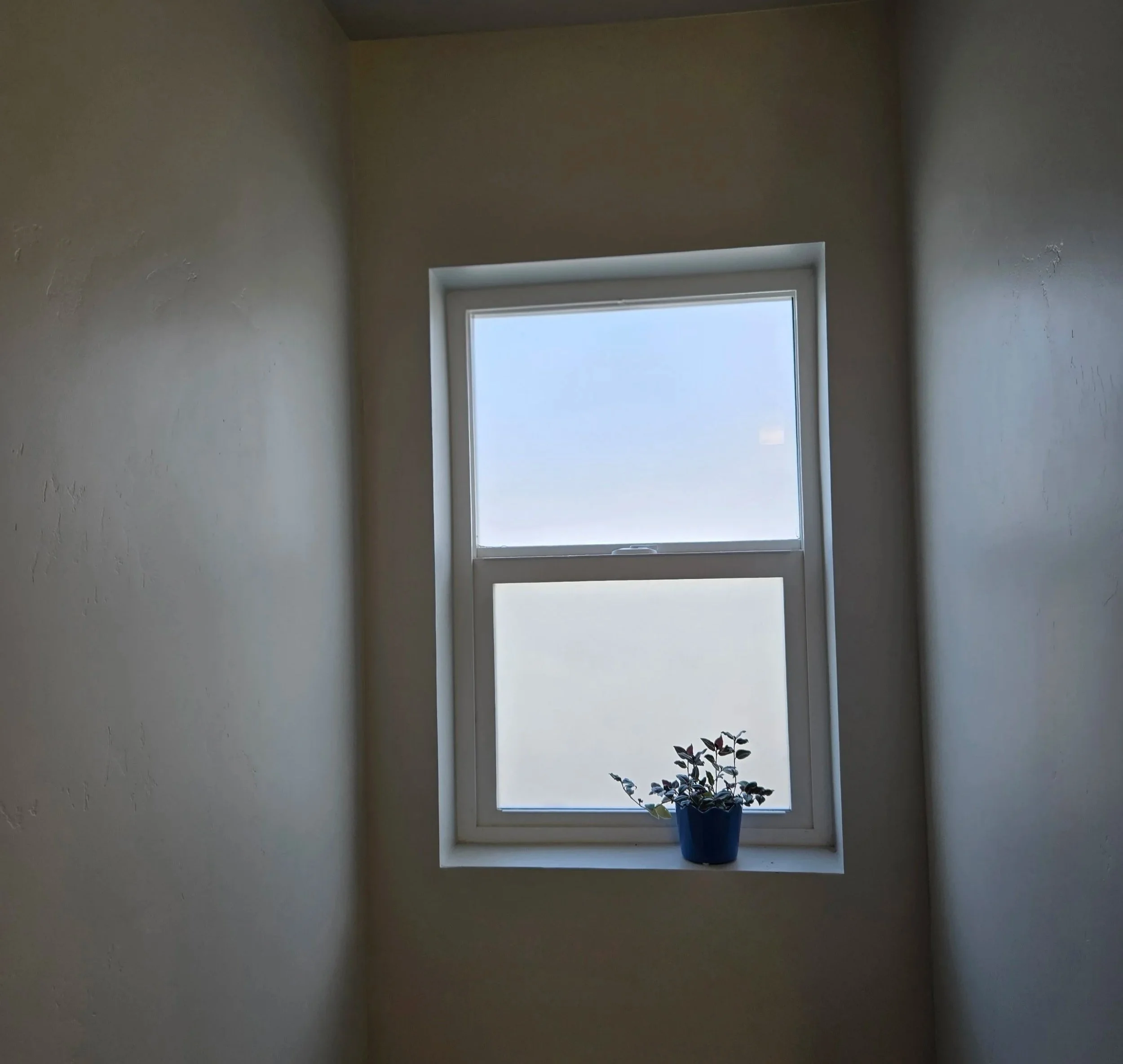 A small window with a blue potted plant on the window sill, showing a clear sky outside.