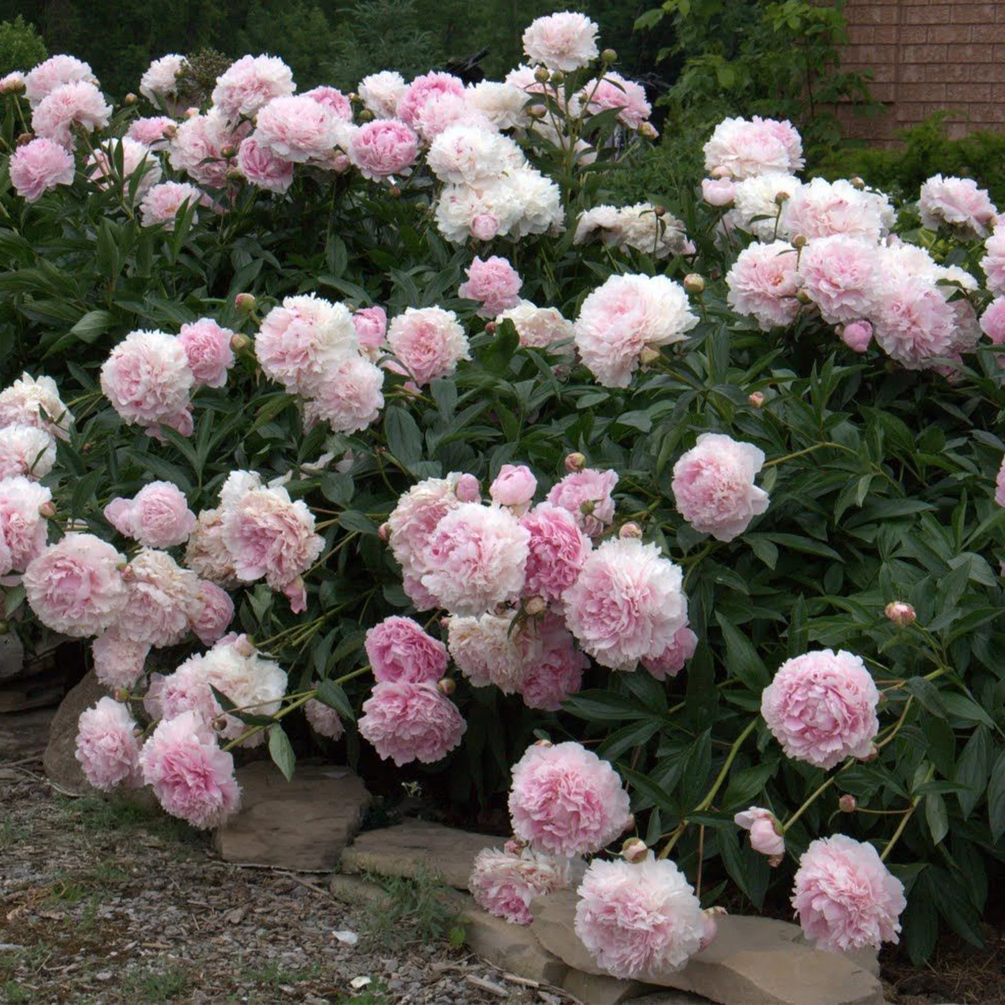 Paeonia_Sarah Bernhardt_x3.jpg