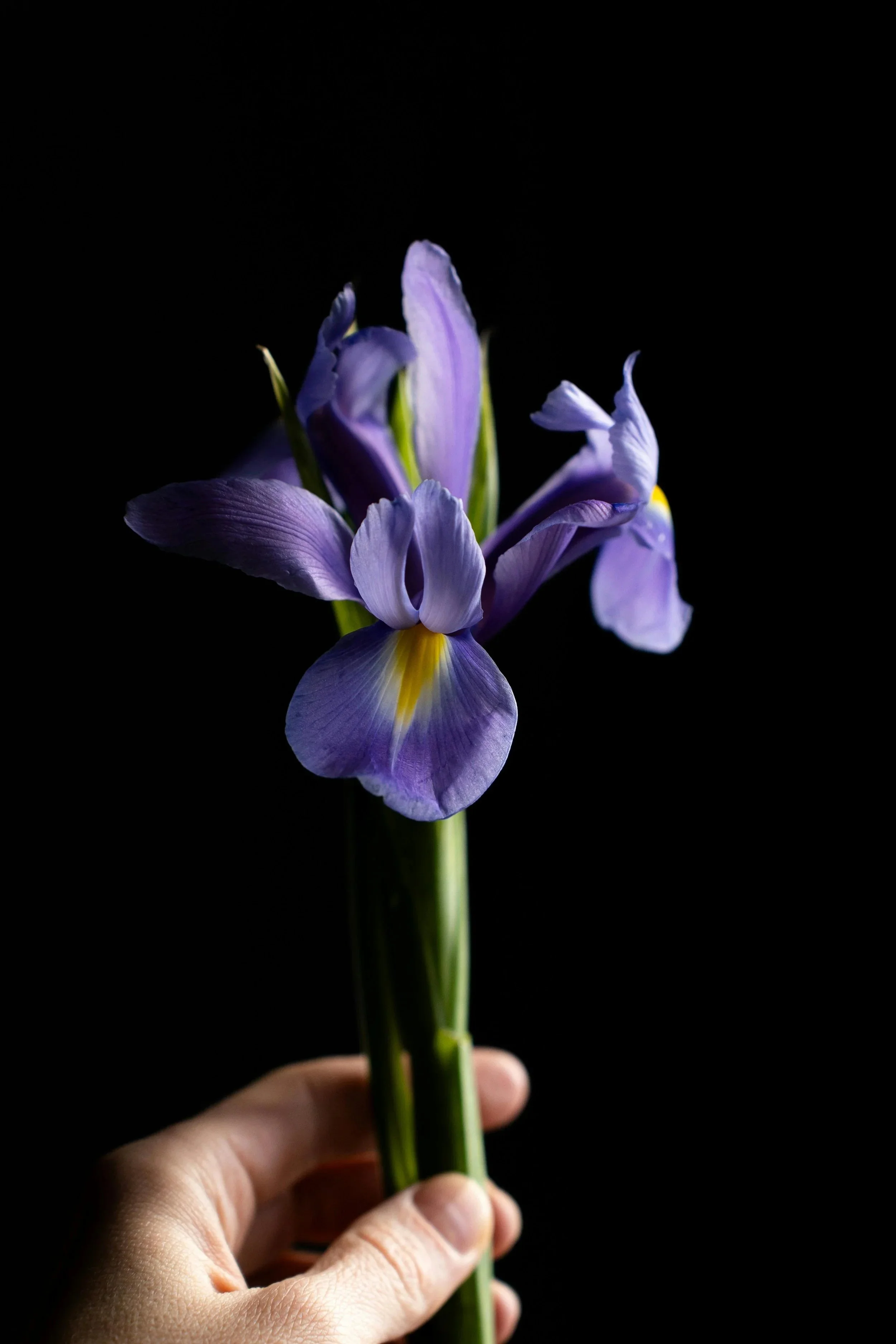 A hand holding a stem of purple and yellow iris against a black background.
