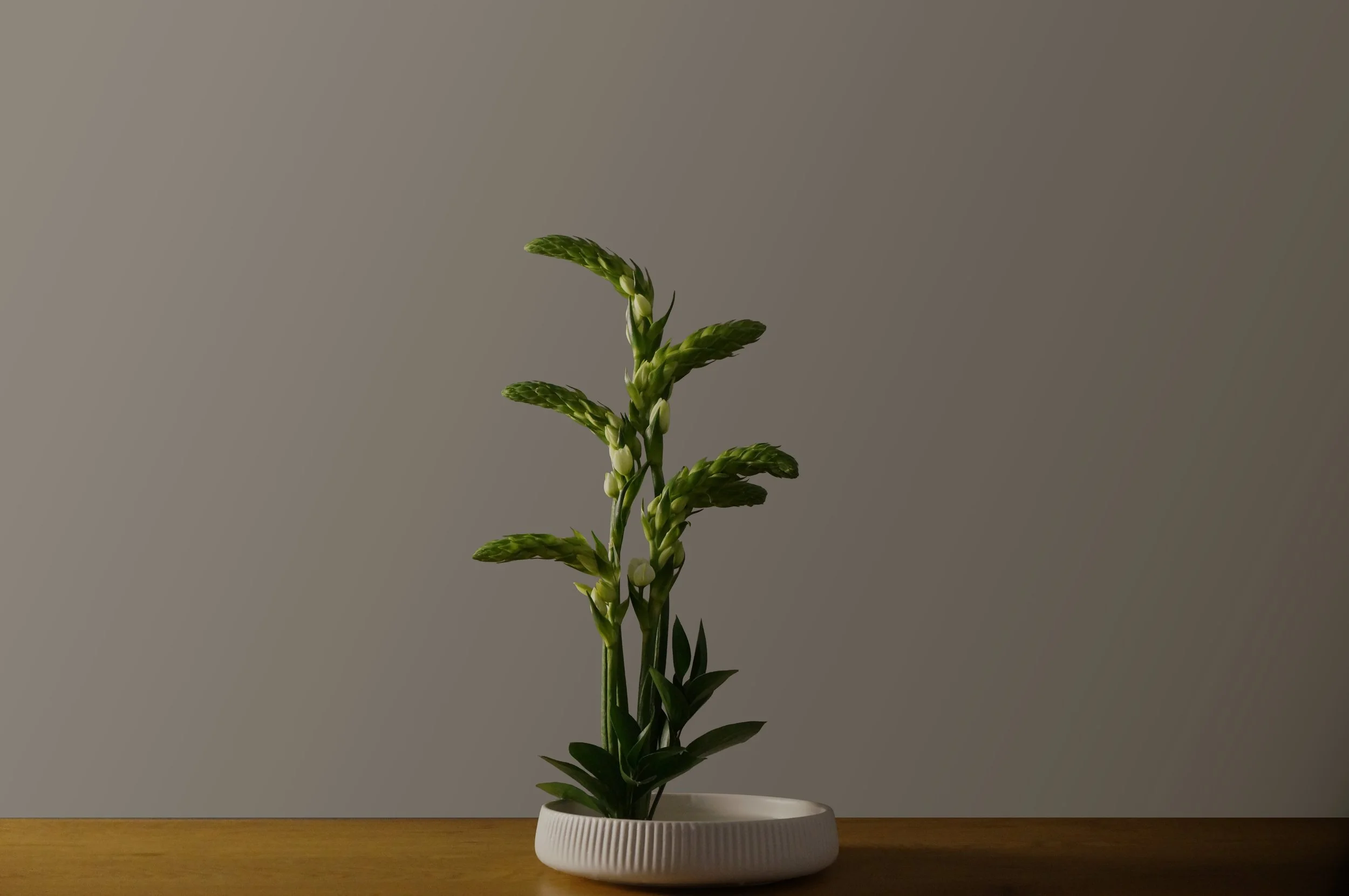 Star of Bethlahem Ikebana.jpg