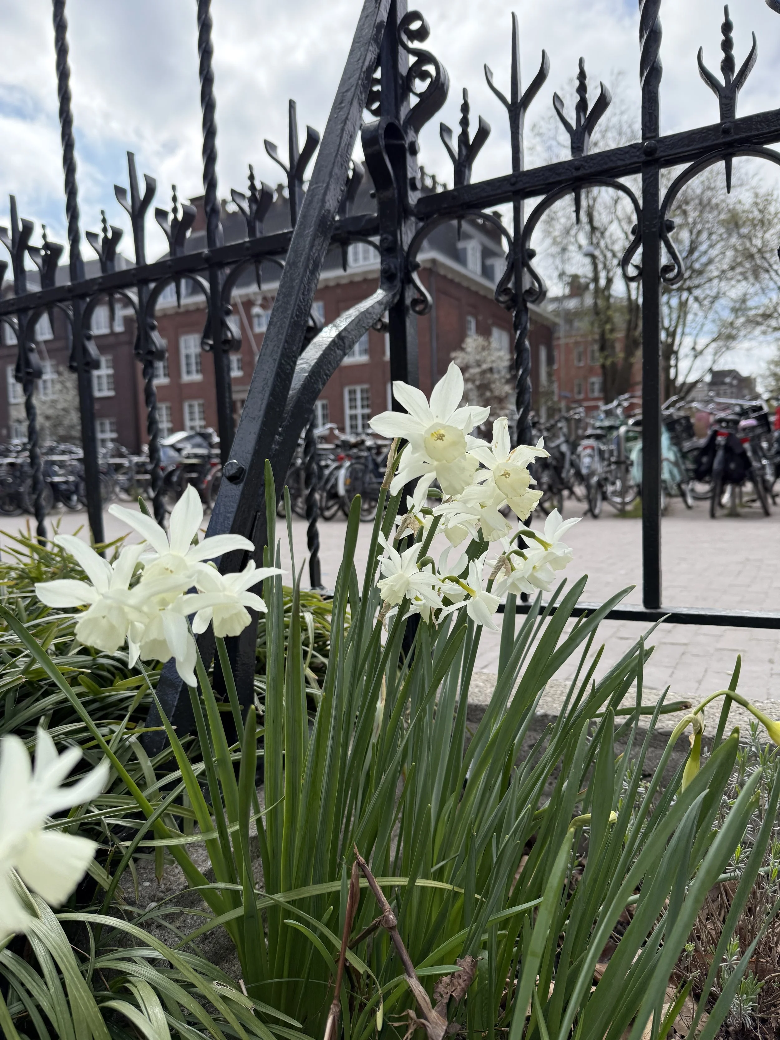 L_Narcissus ‘Thalia’.jpeg