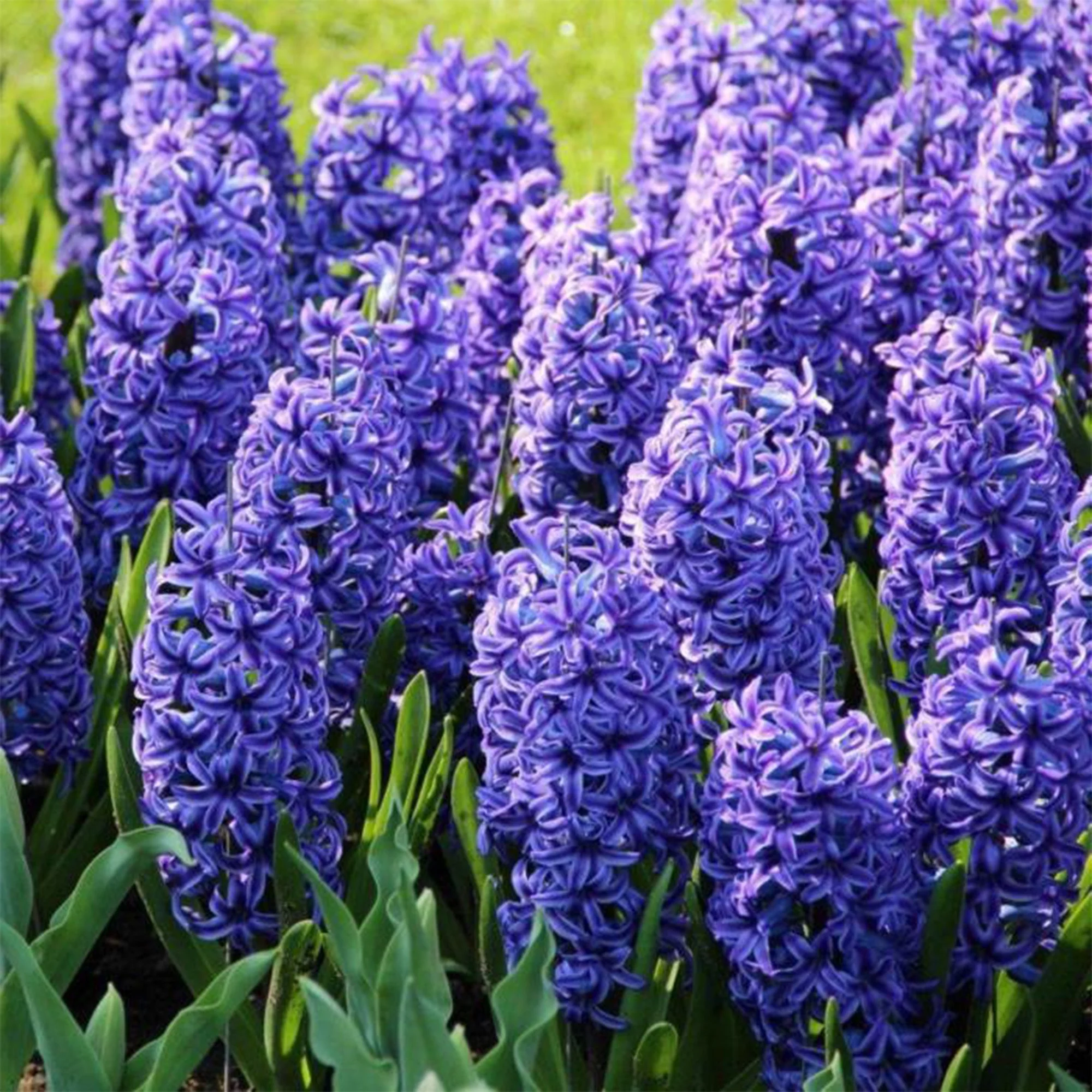Hyacinth ‘Blue Jacket’