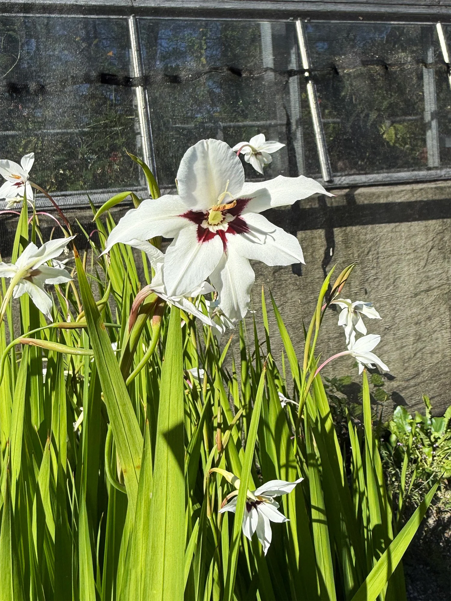 Gladiolus Muriale 4.jpg